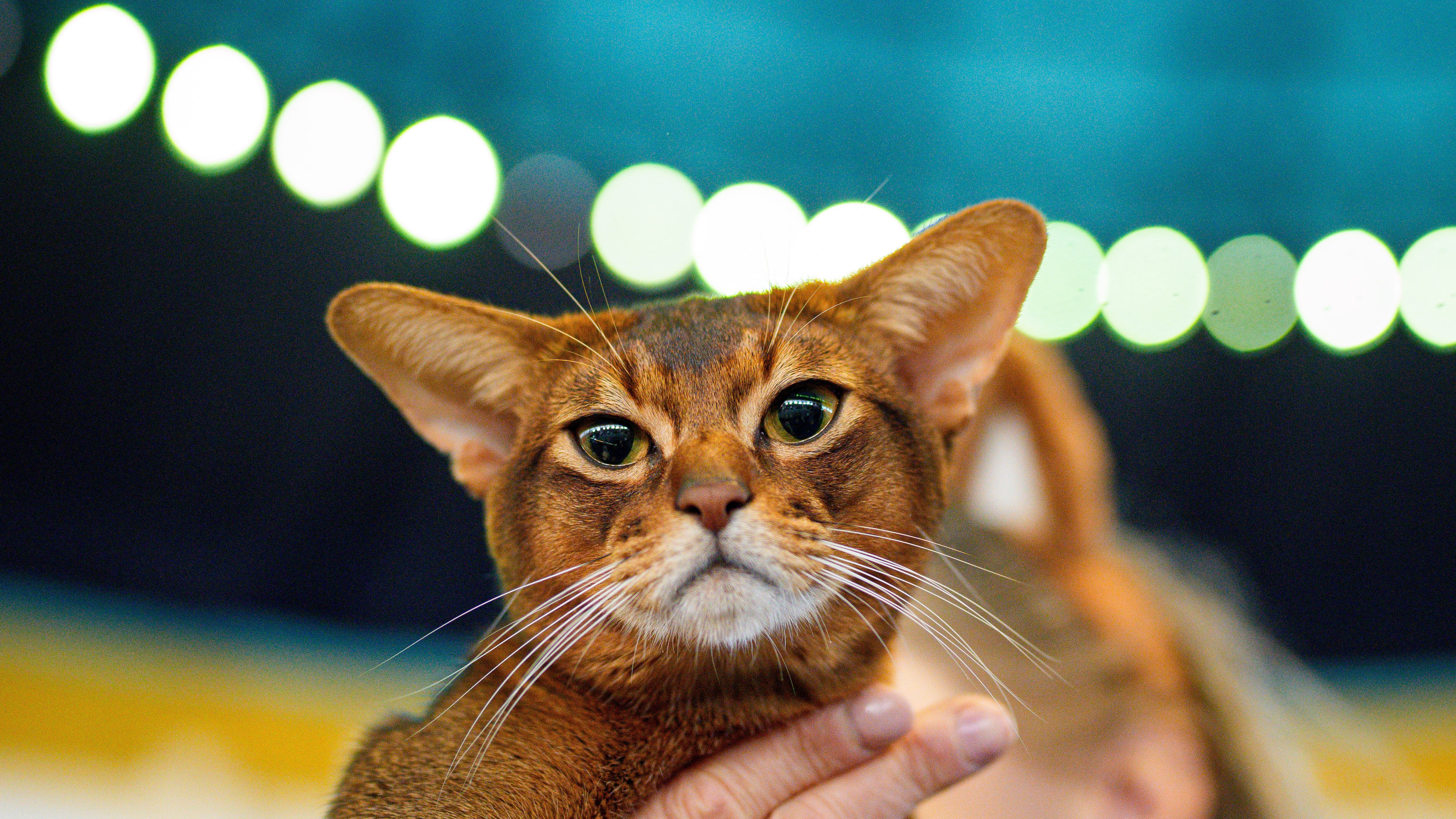 Домашние кошки попали в Европу около 2000 лет назад Домашние кошки попали в Европу около 2000 лет назад