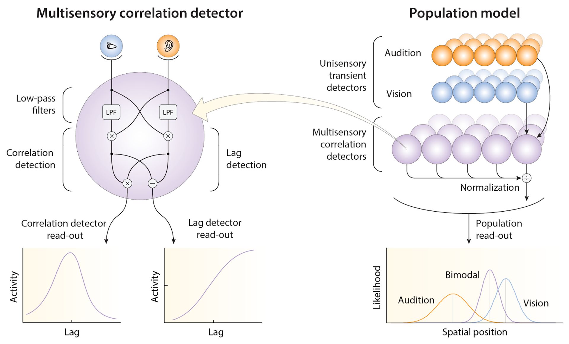 Компьютерная модель «увидела» и «услышала» одновременно Компьютерная модель «увидела» и «услышала» одновременно