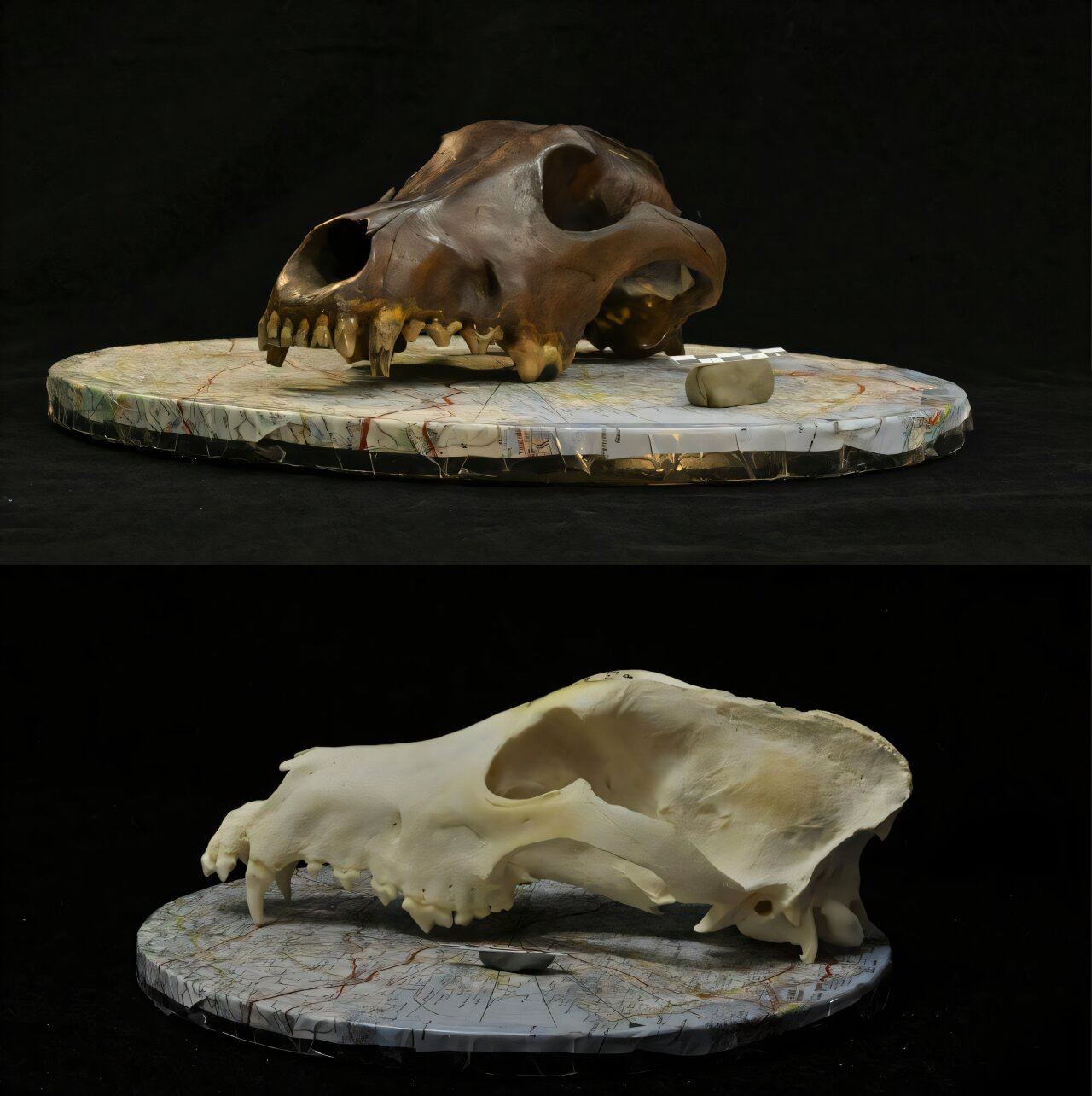 Древние собаки были разными Древние собаки были разными