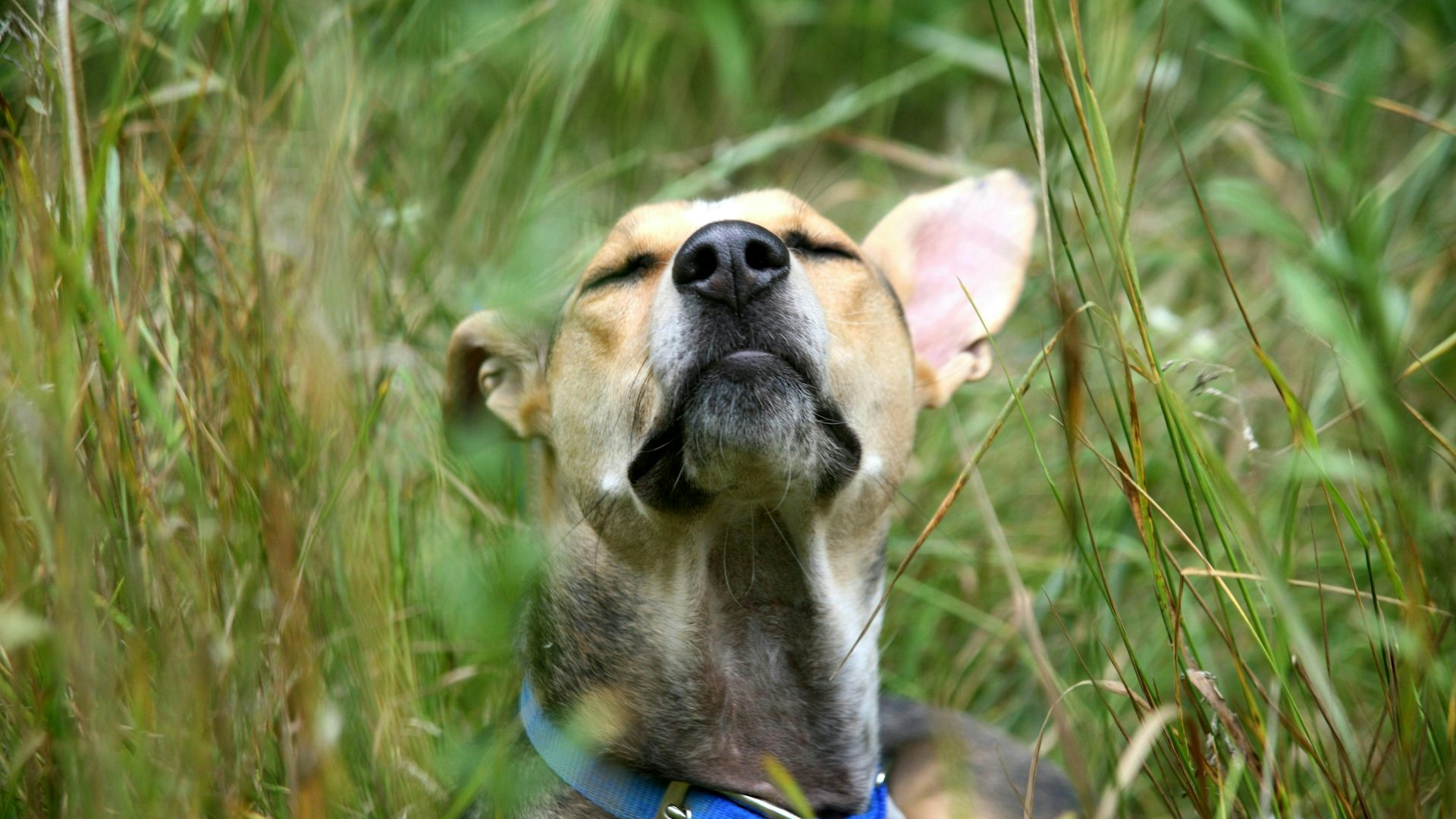 Кинологов спросили, как повысить благополучие собак Кинологов спросили, как повысить благополучие собак
