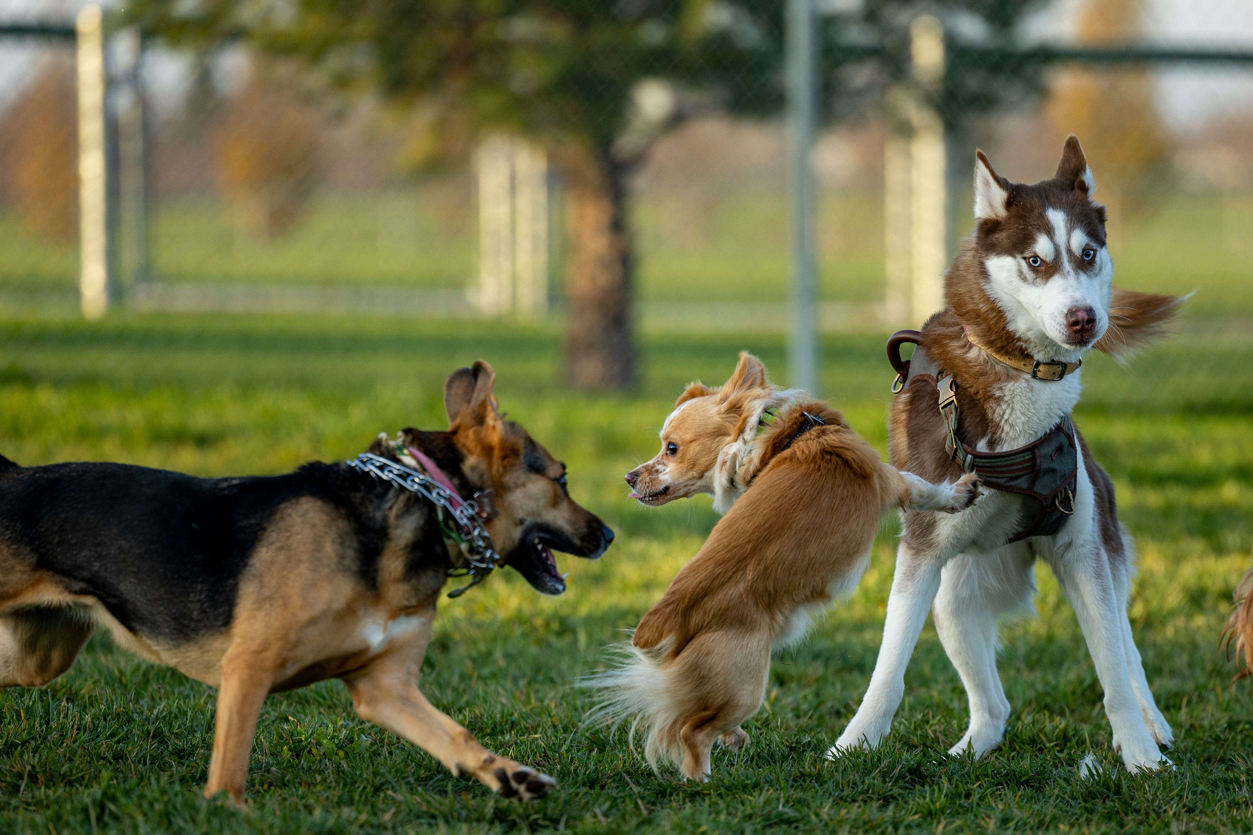 Древние собаки были разными Древние собаки были разными