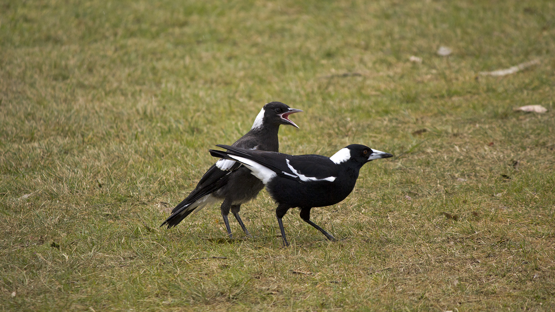 Нападки сородичей в детстве улучшили когнитивные способности ворон-свистунов Нападки сородичей в детстве улучшили когнитивные способности ворон-свистунов