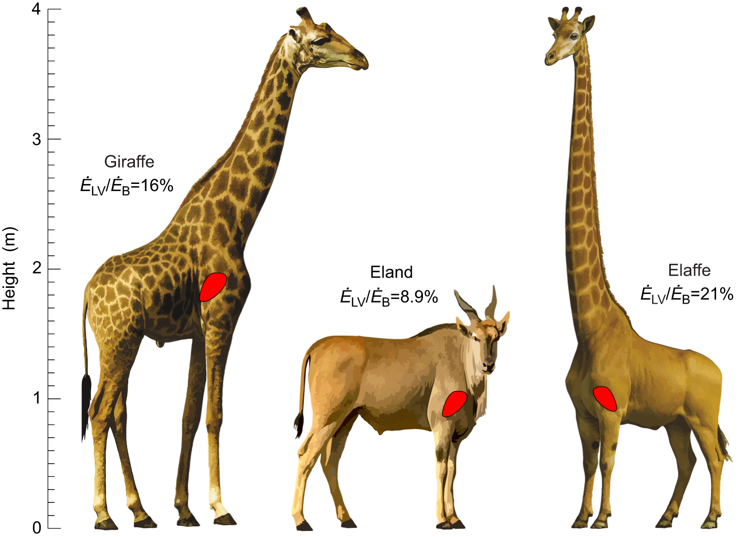 Биологи объяснили длинные ноги жирафа наряду с длинной шеей Биологи объяснили длинные ноги жирафа наряду с длинной шеей