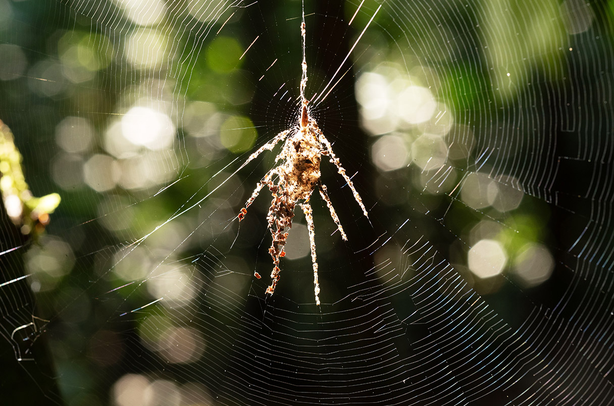 Пауки сделали фальшивых пауков втрое крупнее себя из объедков и мусора Пауки сделали фальшивых пауков втрое крупнее себя из объедков и мусора