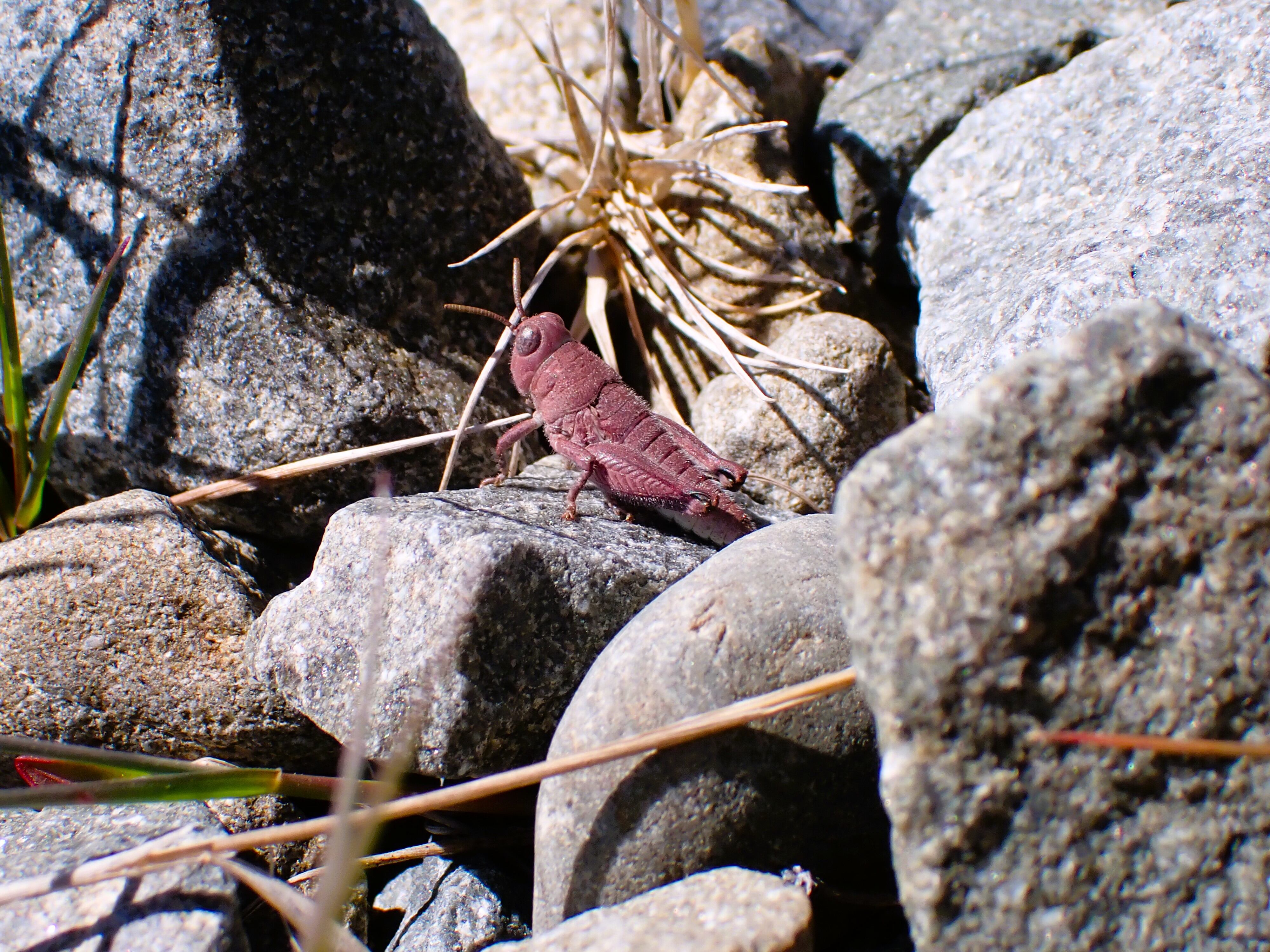 Самка кобылки Sigaus robustus необычного розового цвета Новозеландцы встретили розовую кобылку Sigaus robustus