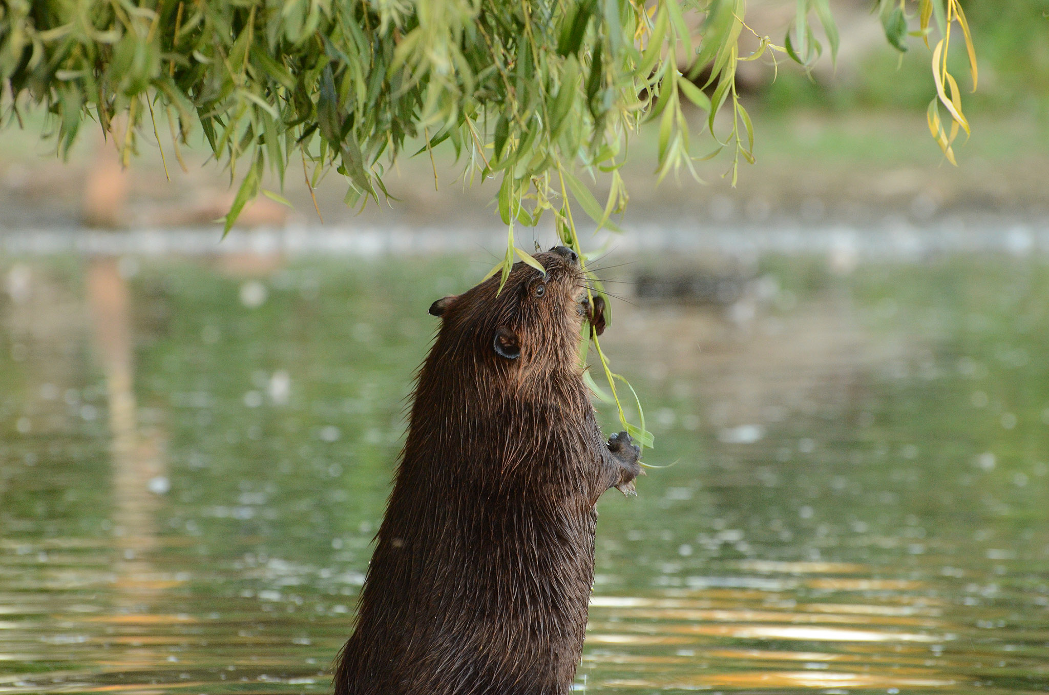 Бобры помогают опылять цветы Бобры помогают опылять цветы