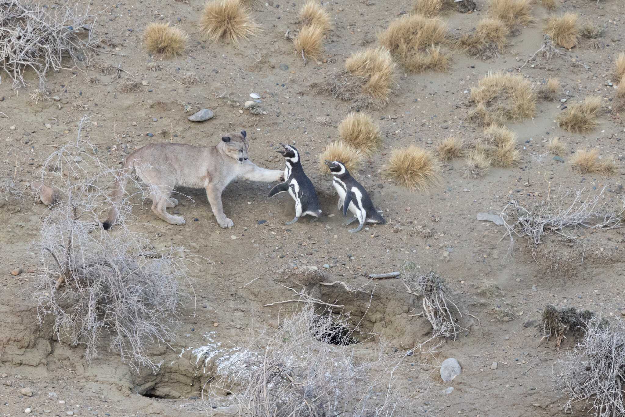 Пингвины Аргентины столкнулись с новым сухопутным врагом Пингвины Аргентины столкнулись с новым сухопутным врагом