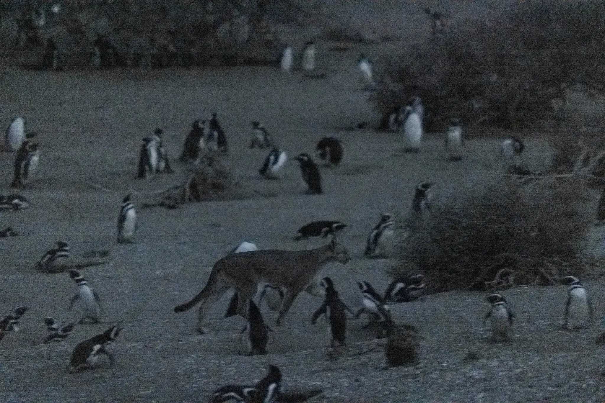 Пингвины Аргентины столкнулись с новым сухопутным врагом Пингвины Аргентины столкнулись с новым сухопутным врагом