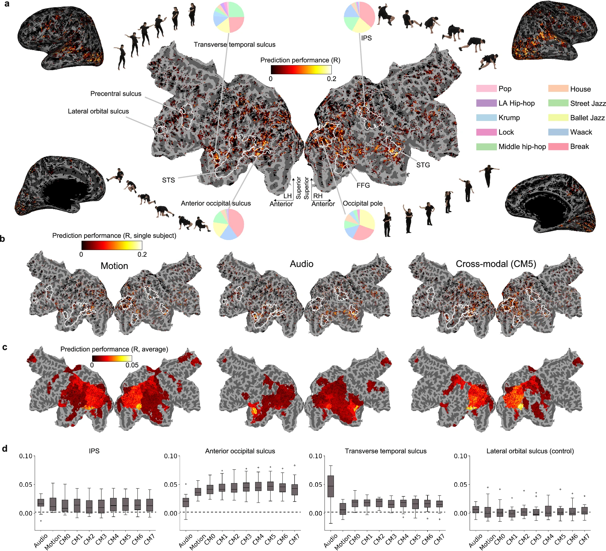 Как мозг «смотрит» на танец Как мозг «смотрит» на танец