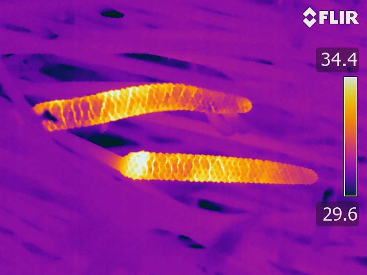 Древние растения научились нагревать шишки для привлечения насекомых за миллионы лет до появления цветов Древние растения научились нагревать шишки для привлечения насекомых за миллионы лет до появления цветов