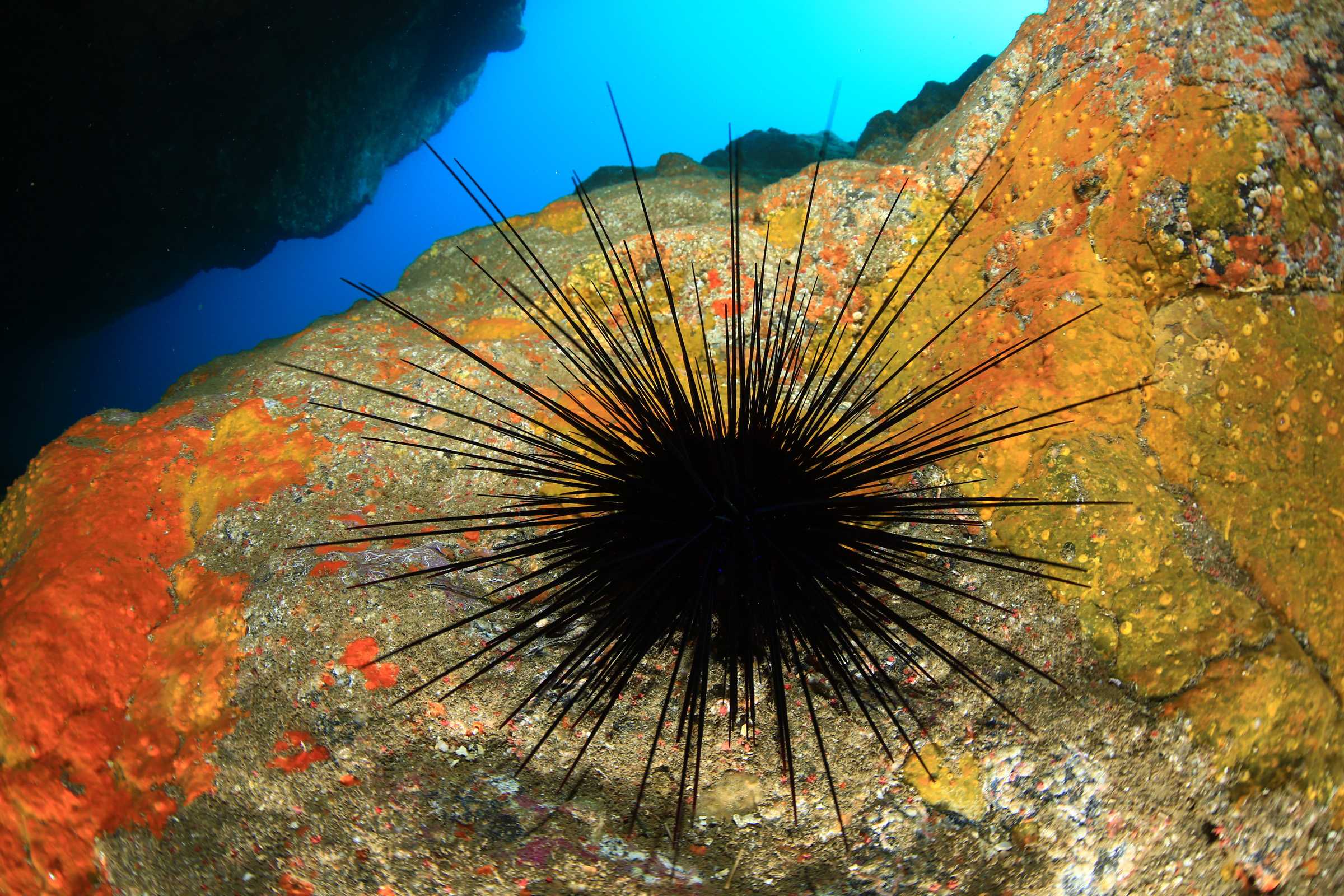 Пандемия привела к массовой гибели морских ежей от Кариб до Канар Пандемия привела к массовой гибели морских ежей от Кариб до Канар