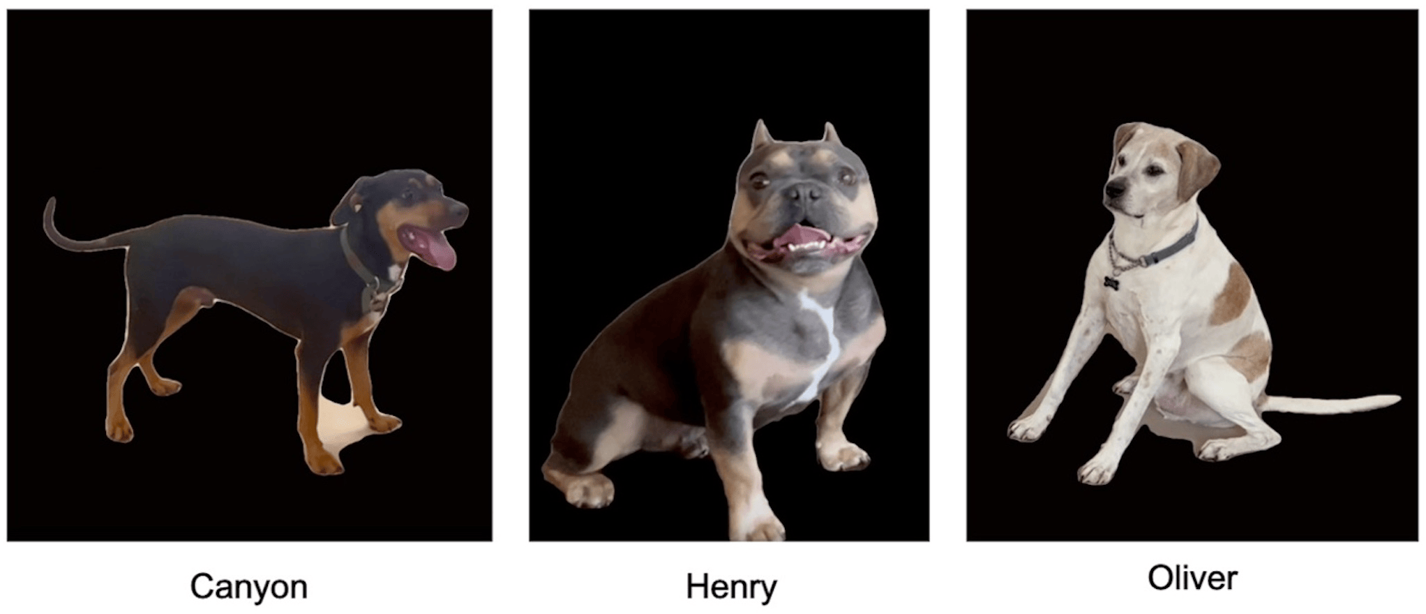 Ученые узнали, почему когда нам весело, мы видим собак грустными и наоборот Ученые узнали, почему когда нам весело, мы видим собак грустными и наоборот