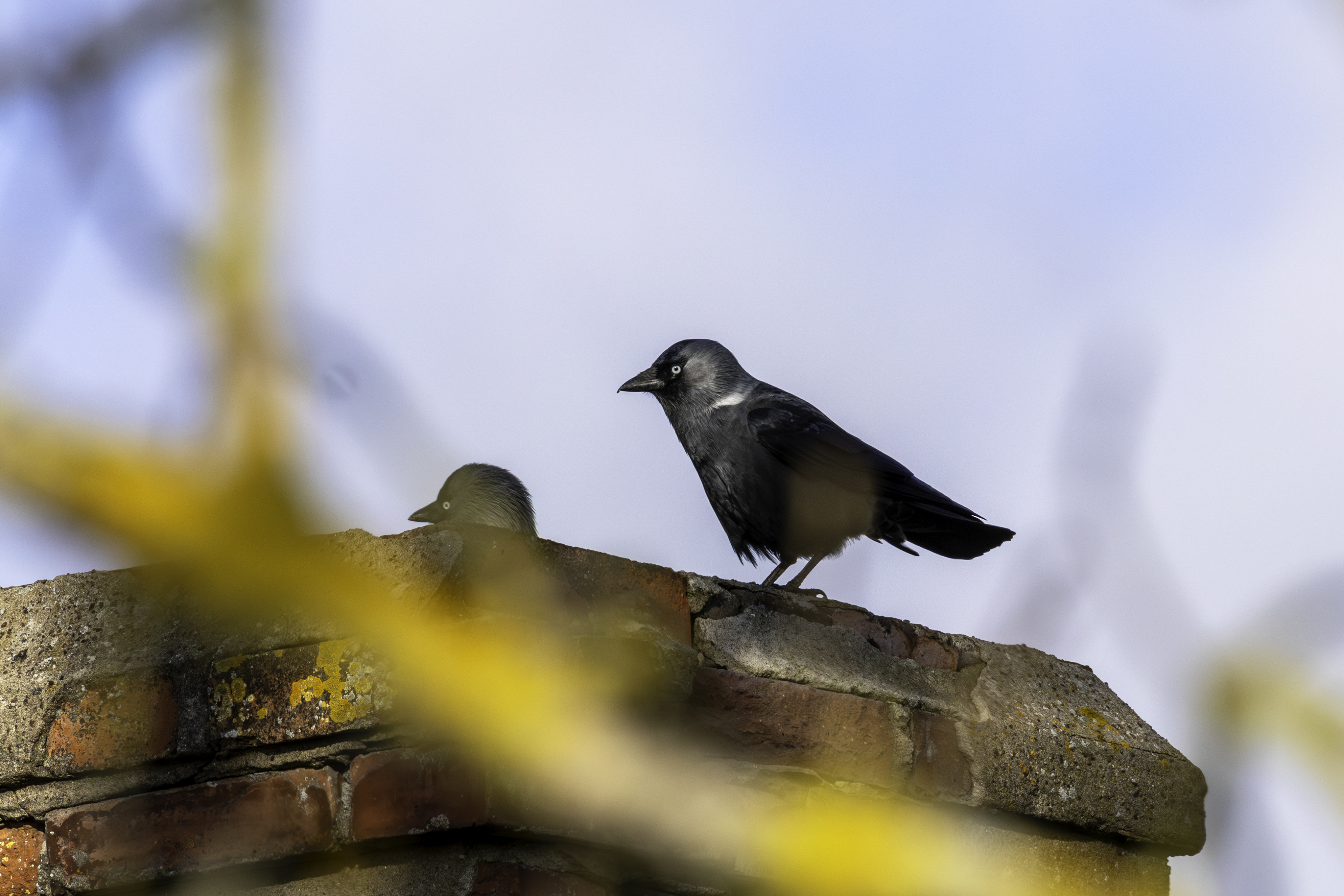 Дикие галки отличили сигналы партнеров от сигналов других сородичей Дикие галки отличили сигналы партнеров от сигналов других сородичей