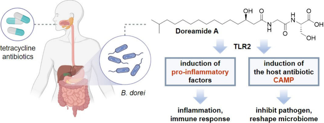 Схема воздействия микробиоты на иммунную систему под действием антибиотиков Тетрациклин заставил кишечные бактерии вырабатывать вещества для манипуляций иммунитетом