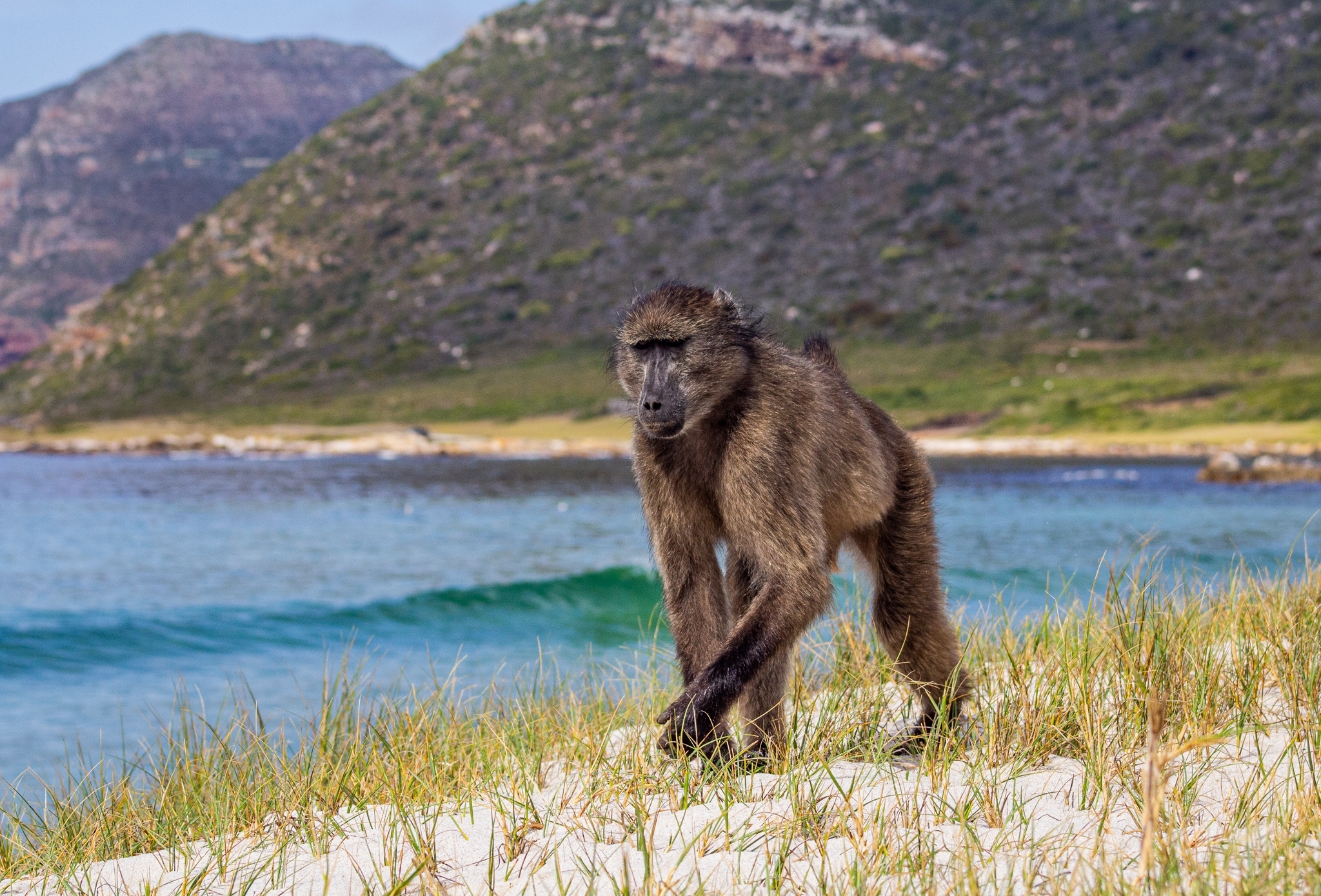 Высокий социальный статус лишил альфа-самцов павианов спокойного сна Высокий социальный статус лишил альфа-самцов павианов спокойного сна