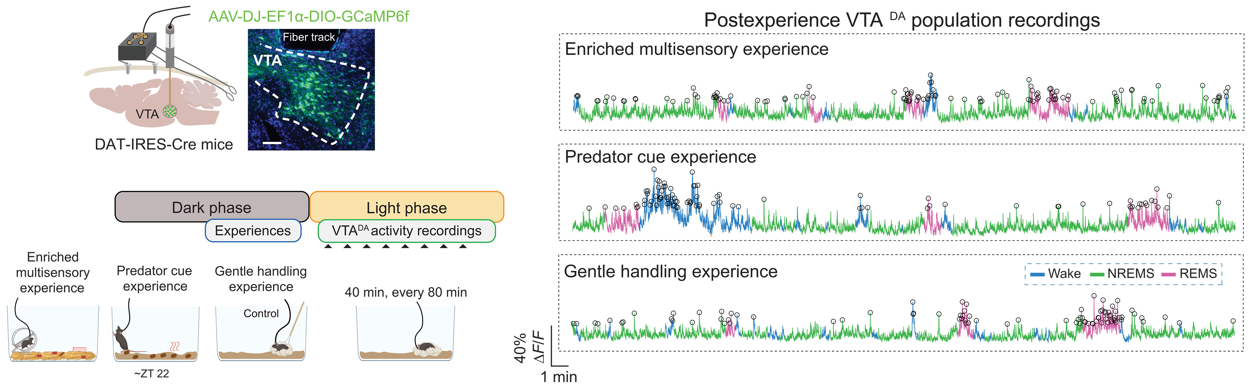 Дофаминергические нейроны поработали во сне ради формирования моторной памяти Дофаминергические нейроны поработали во сне ради формирования моторной памяти