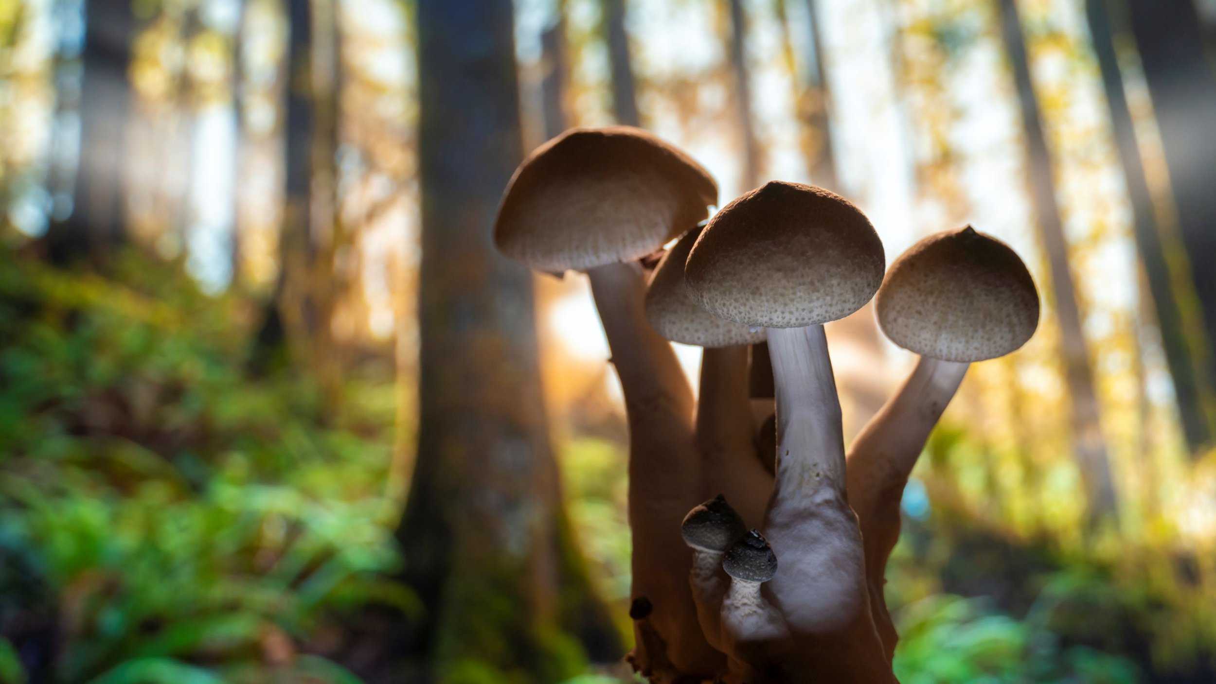 Ранние исследования указали на эффективность псилоцибина при ОКР Ранние исследования указали на эффективность псилоцибина при ОКР