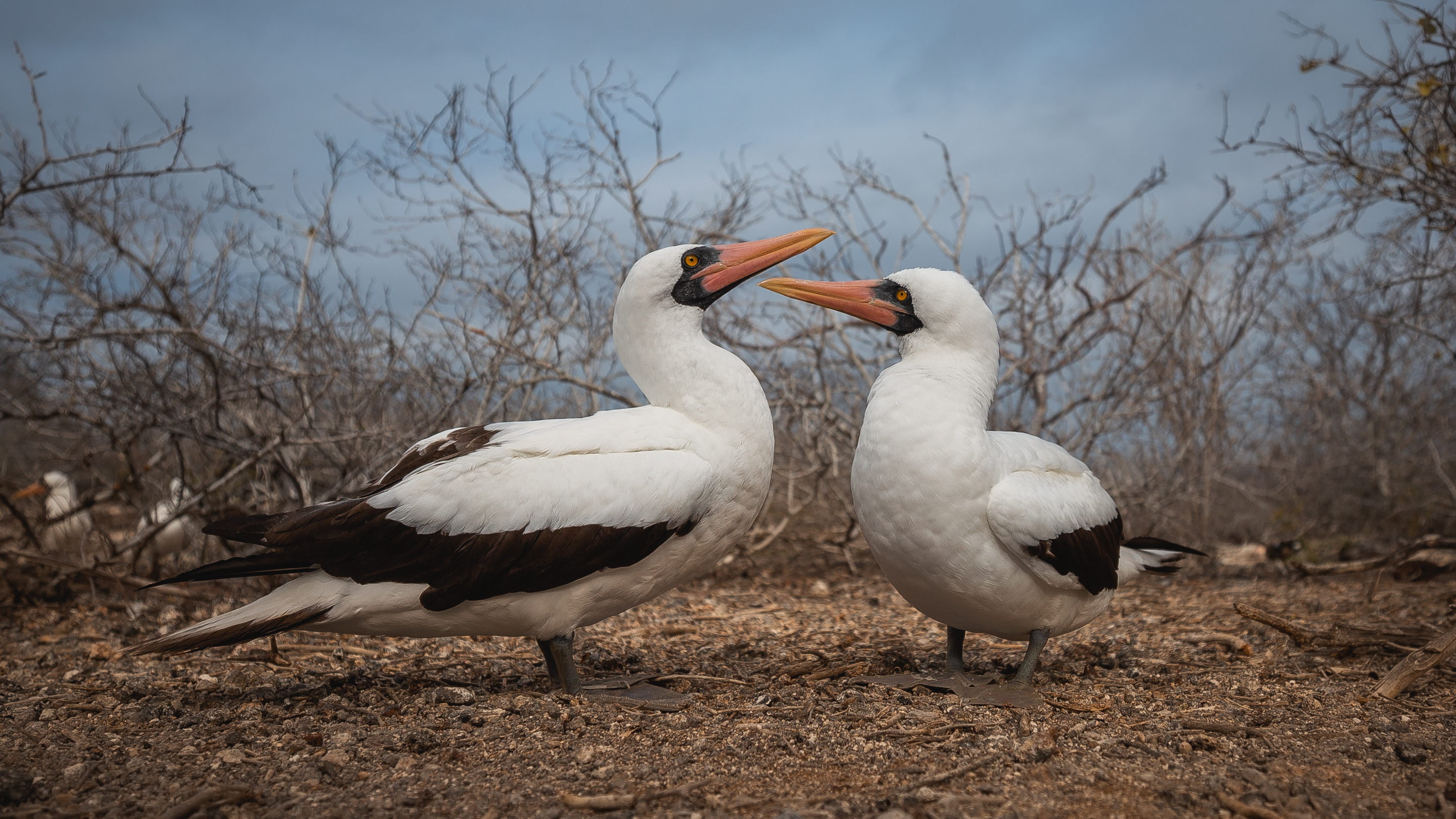 Самки насканских олуш научились изменять мужьям открыто и без генетических последствий Самки насканских олуш научились изменять мужьям открыто и без генетических последствий