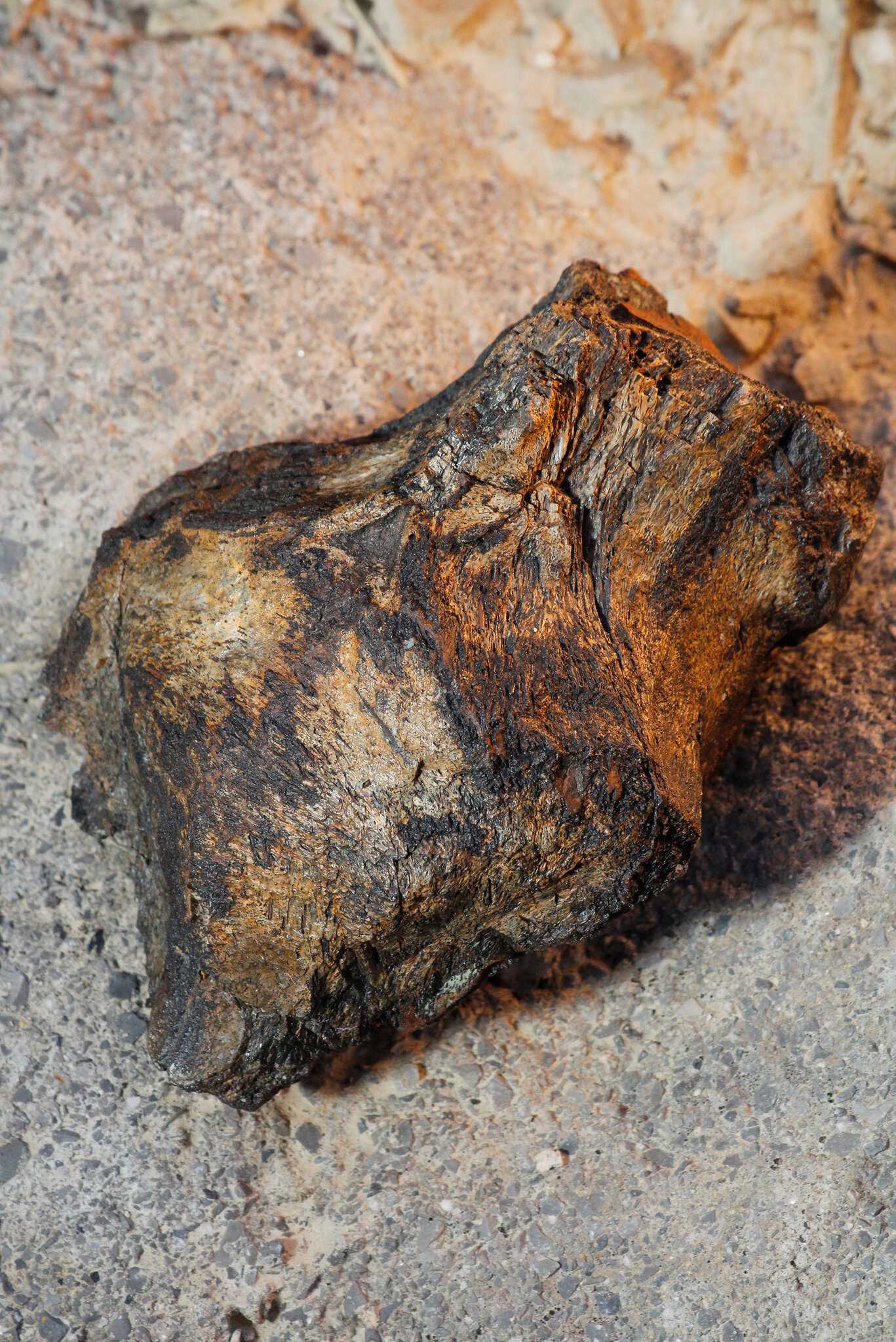 В Мексике нашли небольшого динозавра, решавшего споры лбом В Мексике нашли небольшого динозавра, решавшего споры лбом