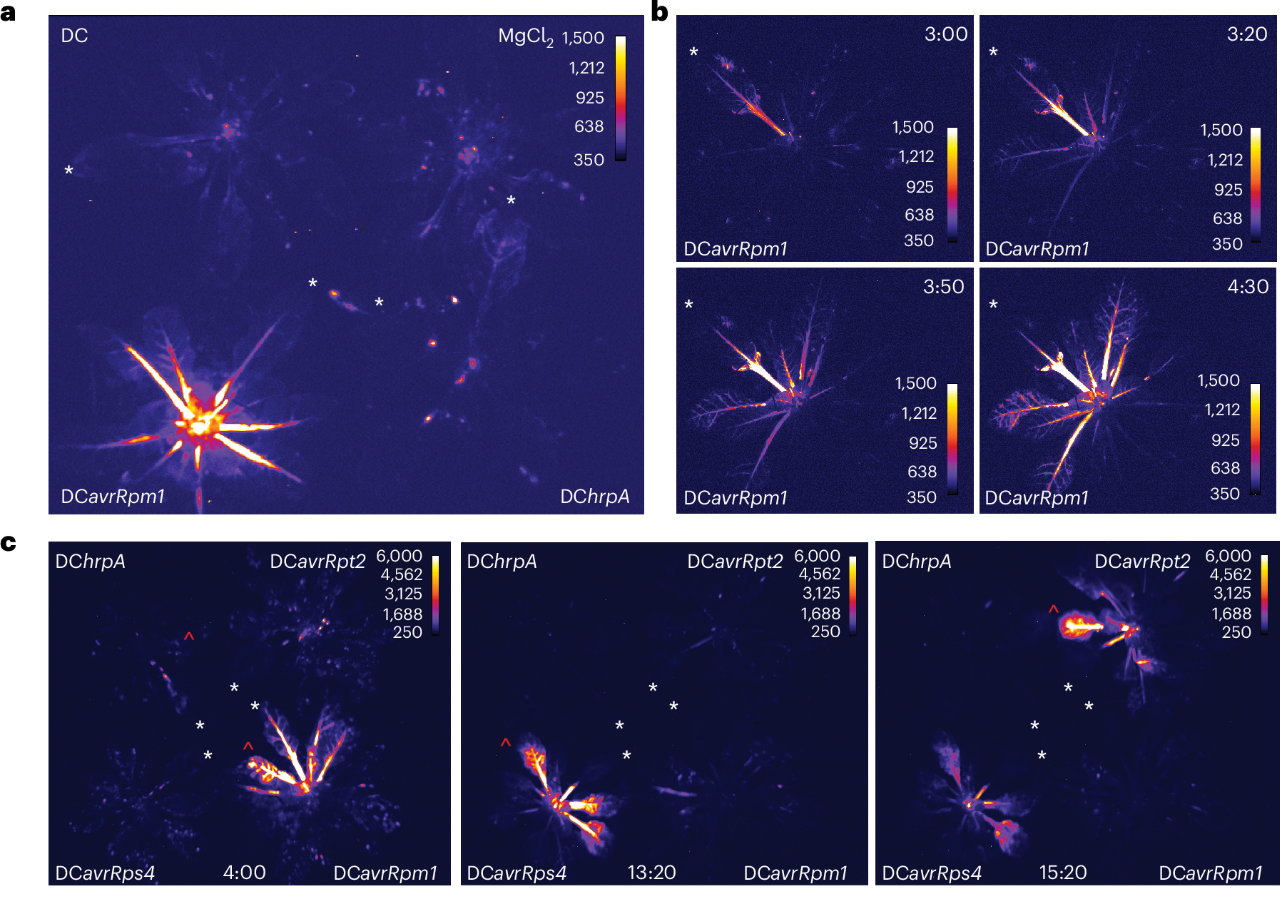 Ботаники обнаружили у растений систему раннего оповещения о нападении бактерий Ботаники обнаружили у растений систему раннего оповещения о нападении бактерий