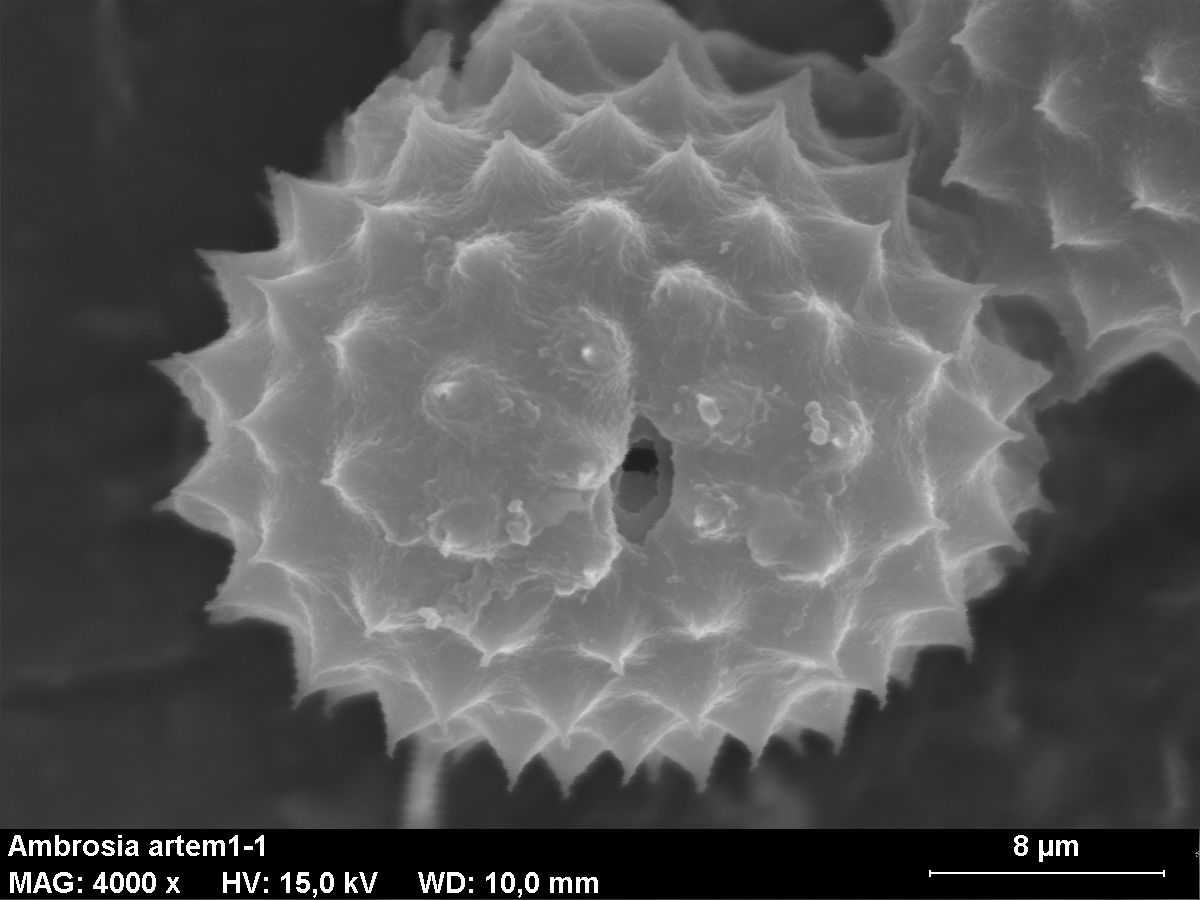 Пыльцевое зерно амброзии полыннолистной, типичного аллергена Ночное освещение в городах удлинило сезон аллергии и усилило ее тяжесть