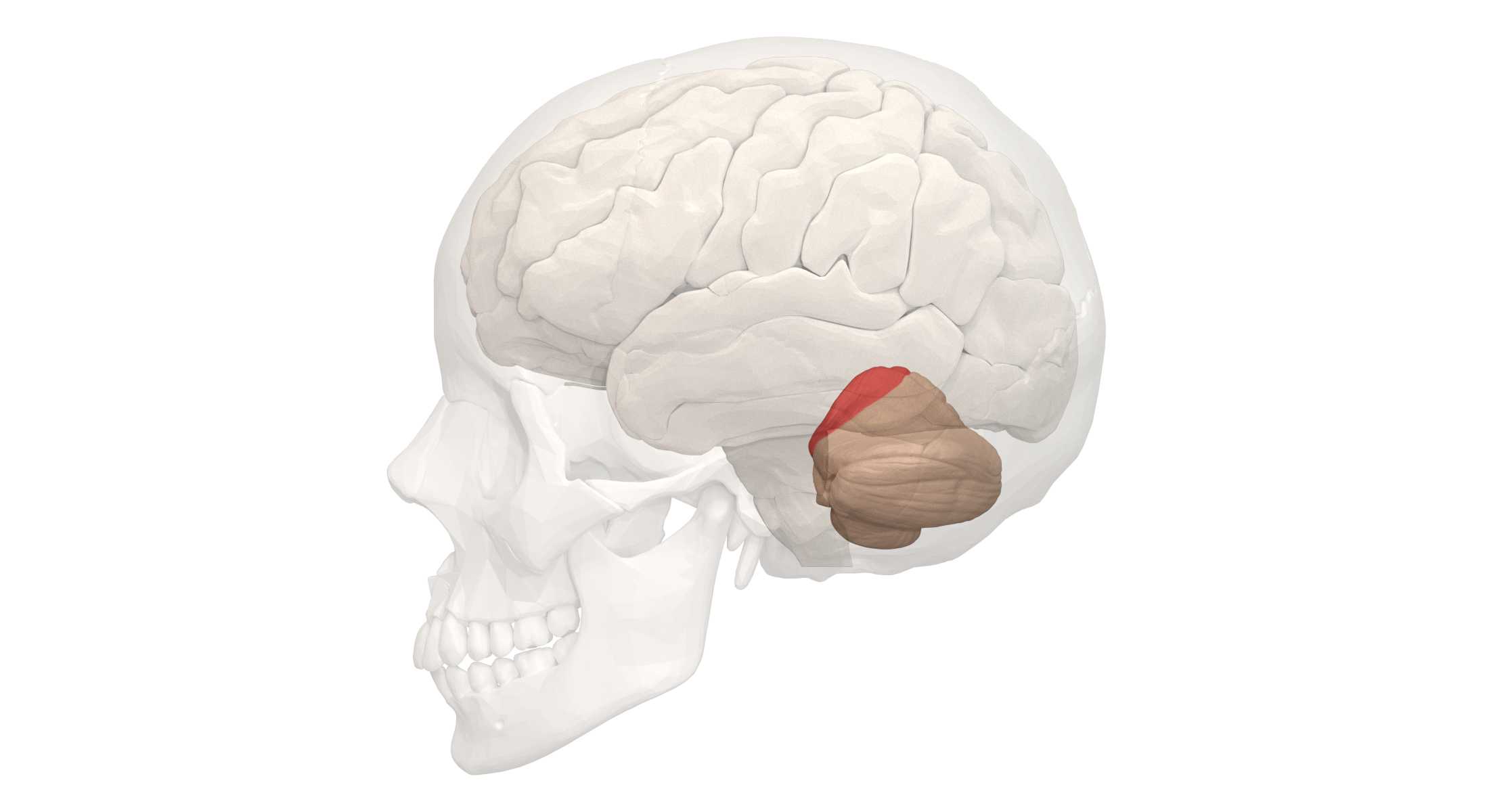 Мозжечок в человеческом мозге В мозжечке нашли место для языка