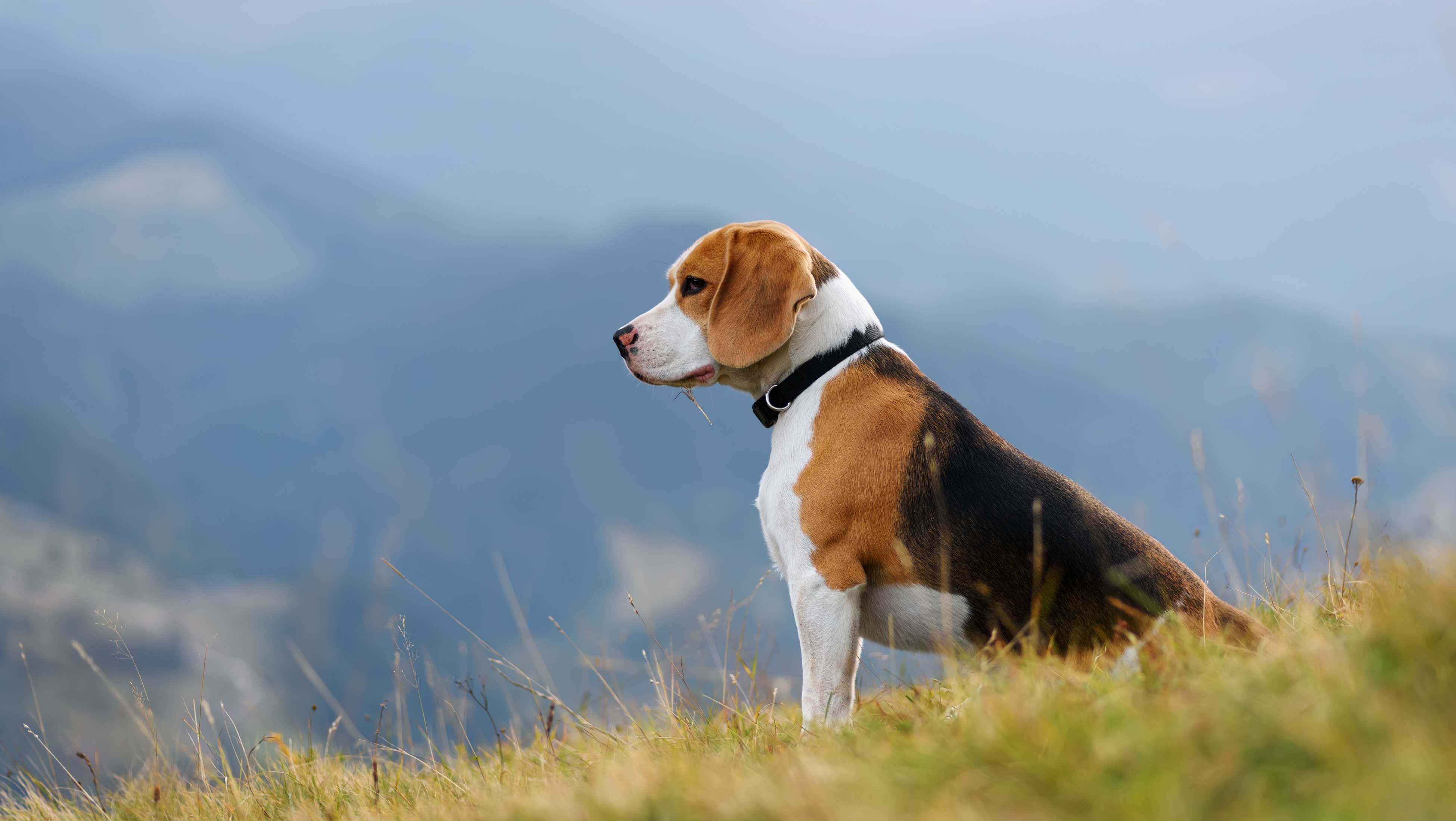 Злой голос хозяев ухудшил равновесие у собак Злой голос хозяев ухудшил равновесие у собак