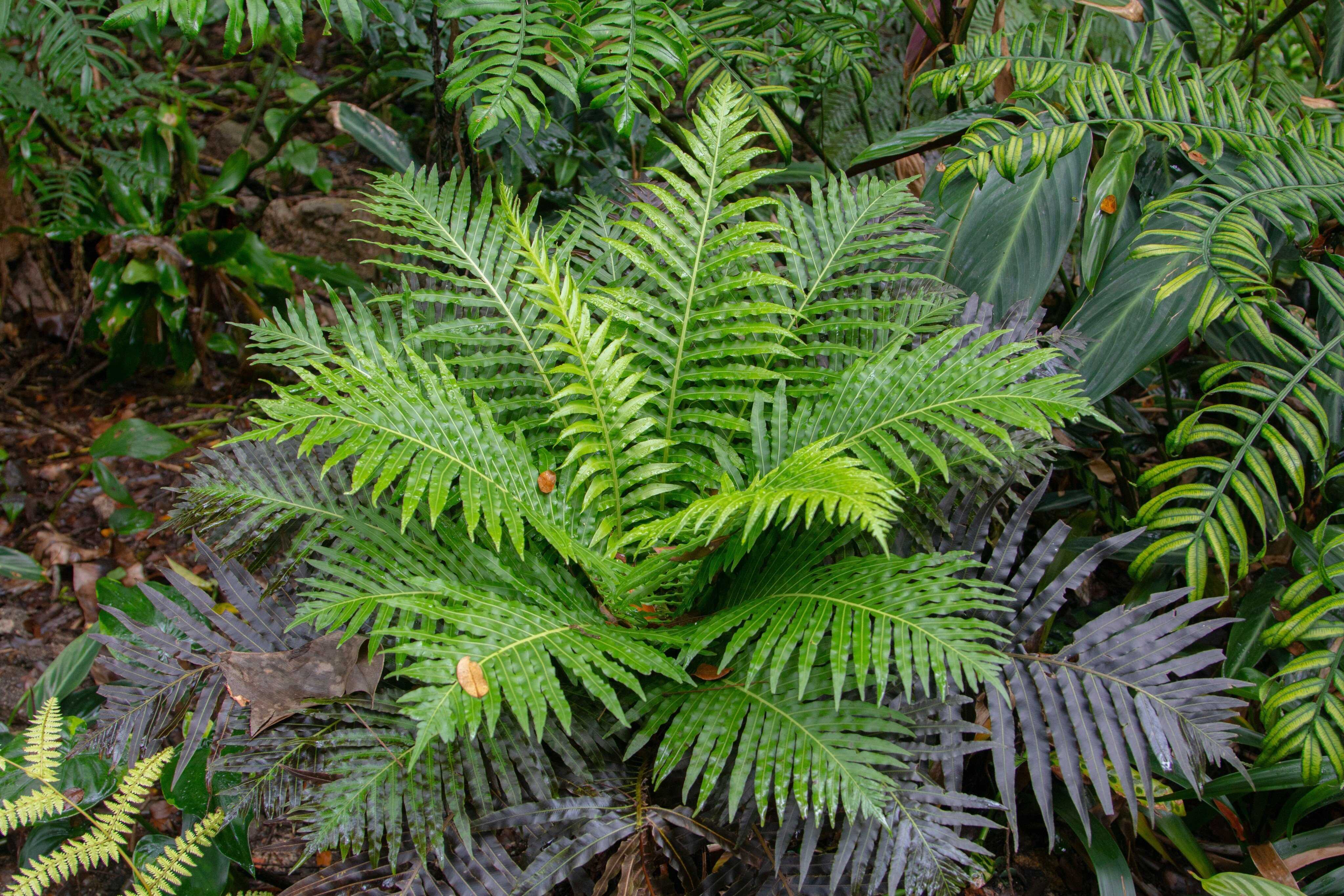 Редкоземельный папоротник Редкоземельный папоротник