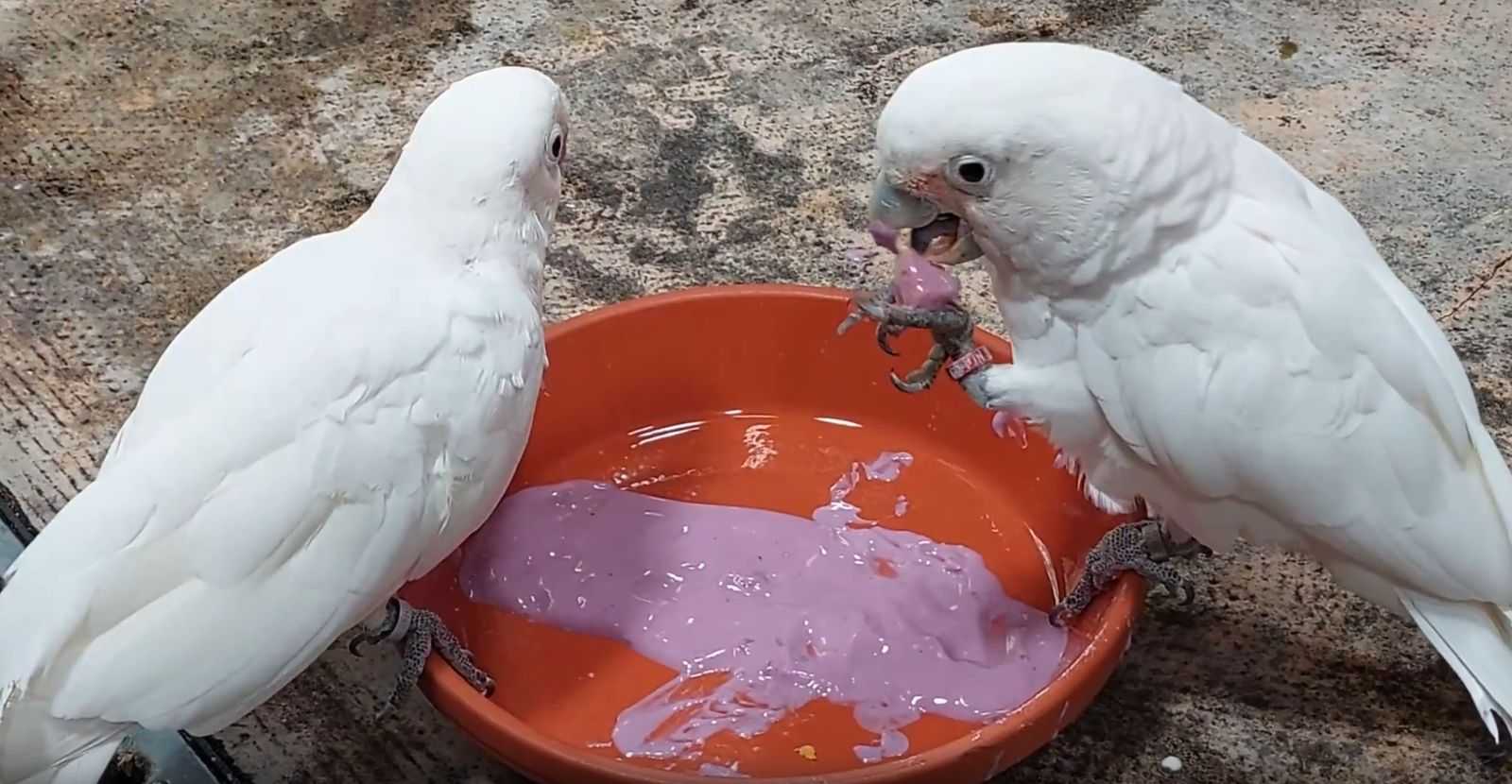 Попугаи-гурманы Попугаи-гурманы