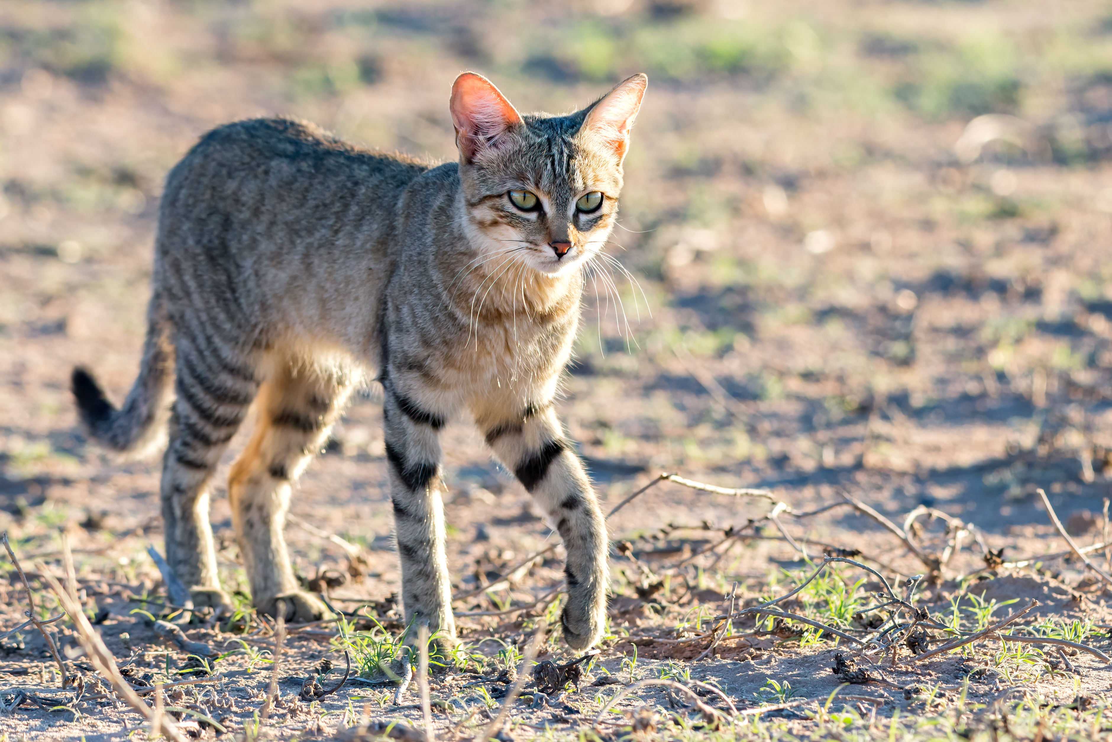 Котики – 2025 Котики – 2025