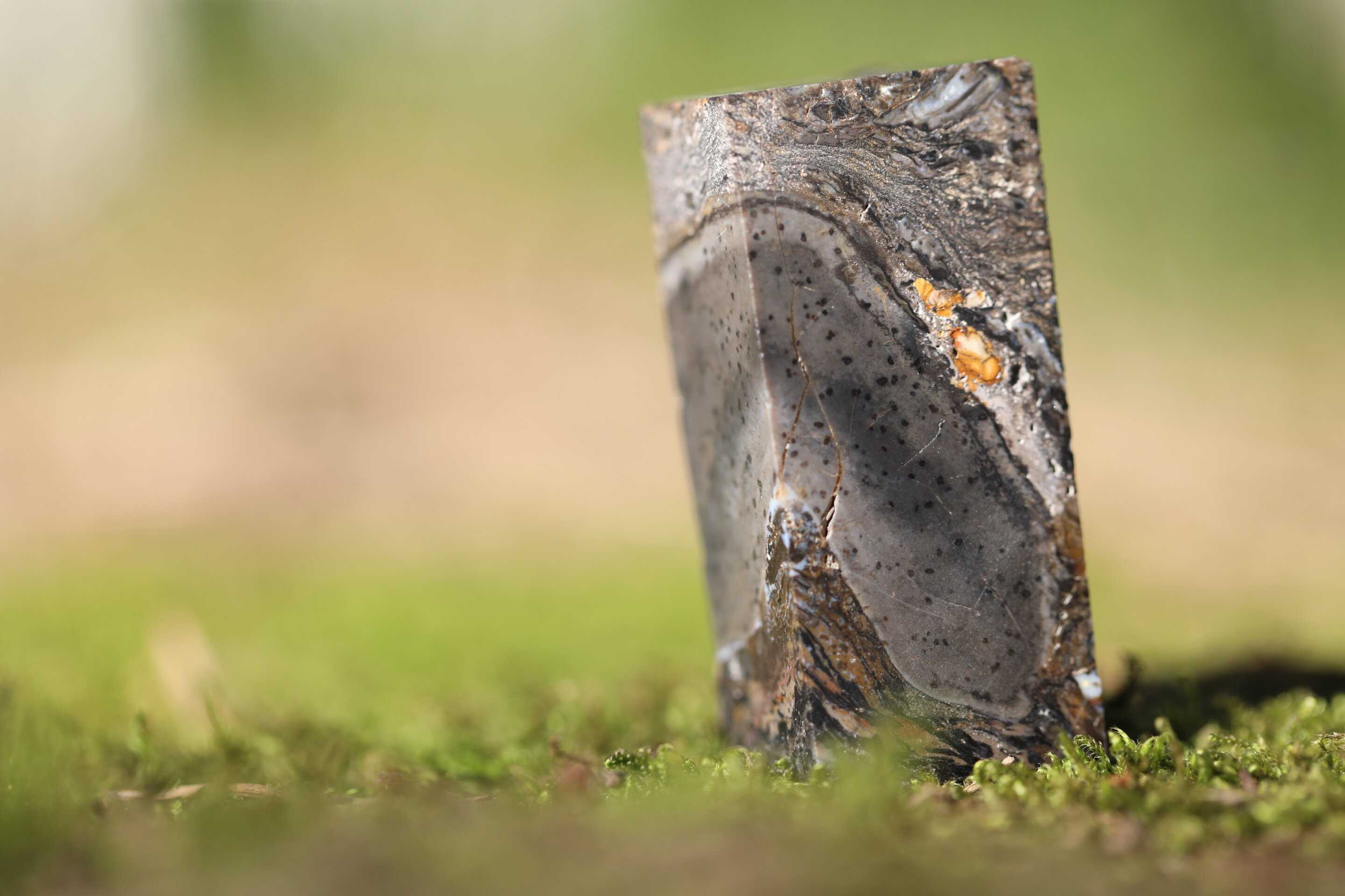 Палеонтологи выделили ранее неизвестное вымершее царство древних гигантов Палеонтологи выделили ранее неизвестное вымершее царство древних гигантов