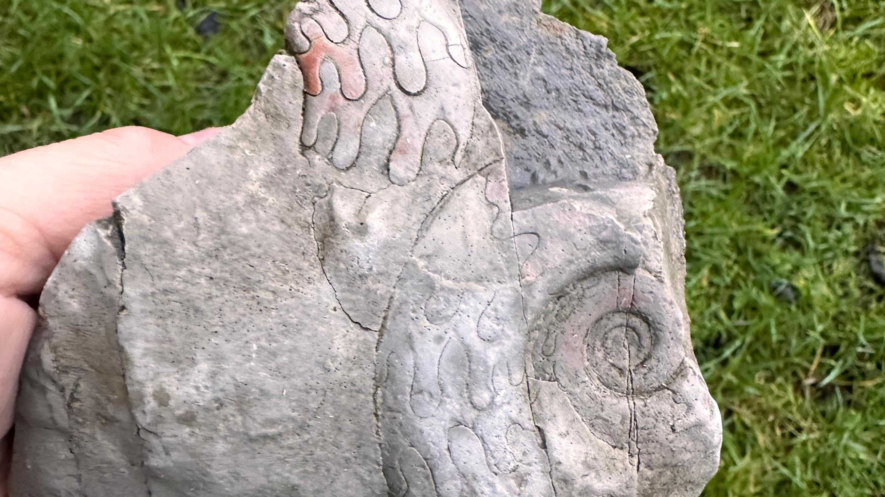 Окаменелости гониатитов В Англии обнаружили окаменелости гониатит возрастом 340 миллионов лет