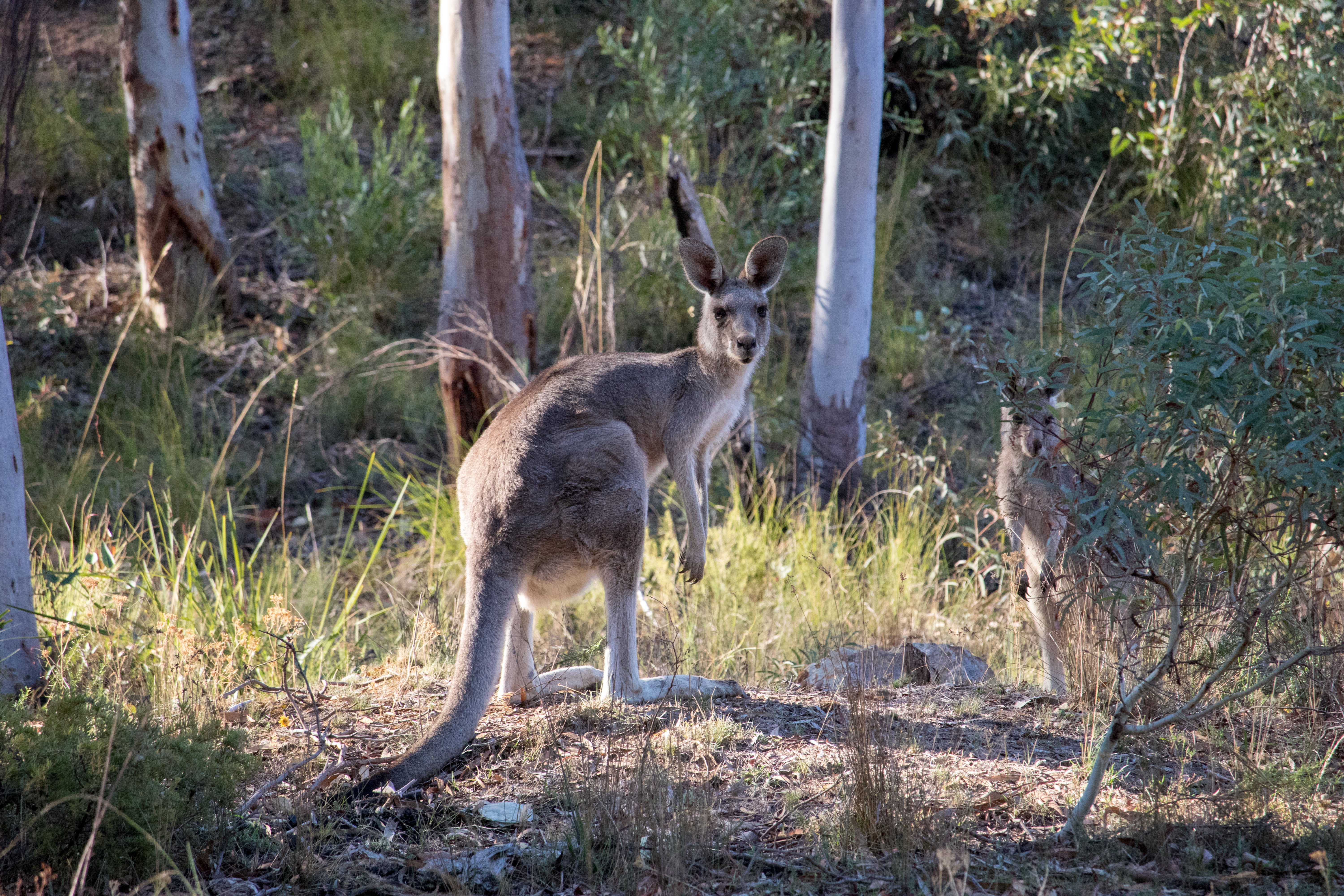 Изменения климата помогли кенгуру стать разнообразнее Изменения климата помогли кенгуру стать разнообразнее