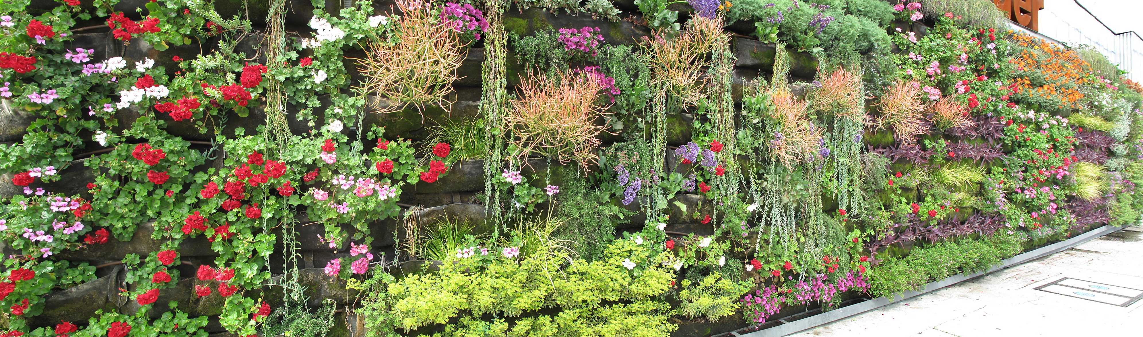 Грунтовые живые стены повышают биоразнообразие лучше гидропонных Грунтовые живые стены повышают биоразнообразие лучше гидропонных