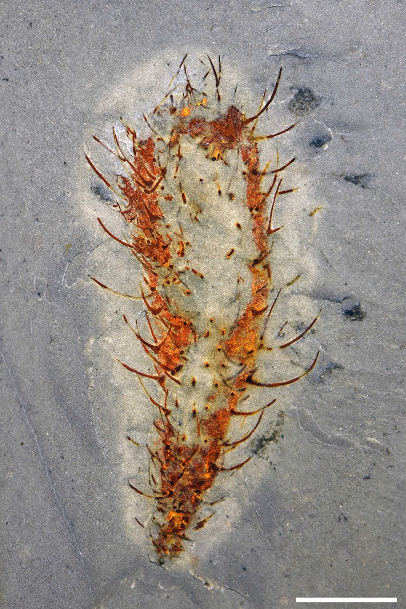 Кембрийское морское существо Allonnia, которое, как полагают, было похоже на губку В Китае нашли следы морской экосистемы возрастом 512 миллионов лет