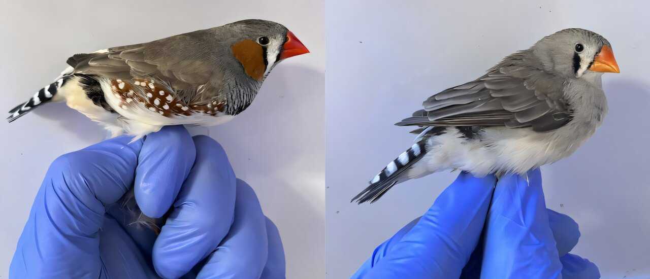 Пигмент рыжих волос, связанный с меланомой, неожиданно спас клетки от химического отравления Пигмент рыжих волос, связанный с меланомой, неожиданно спас клетки от химического отравления