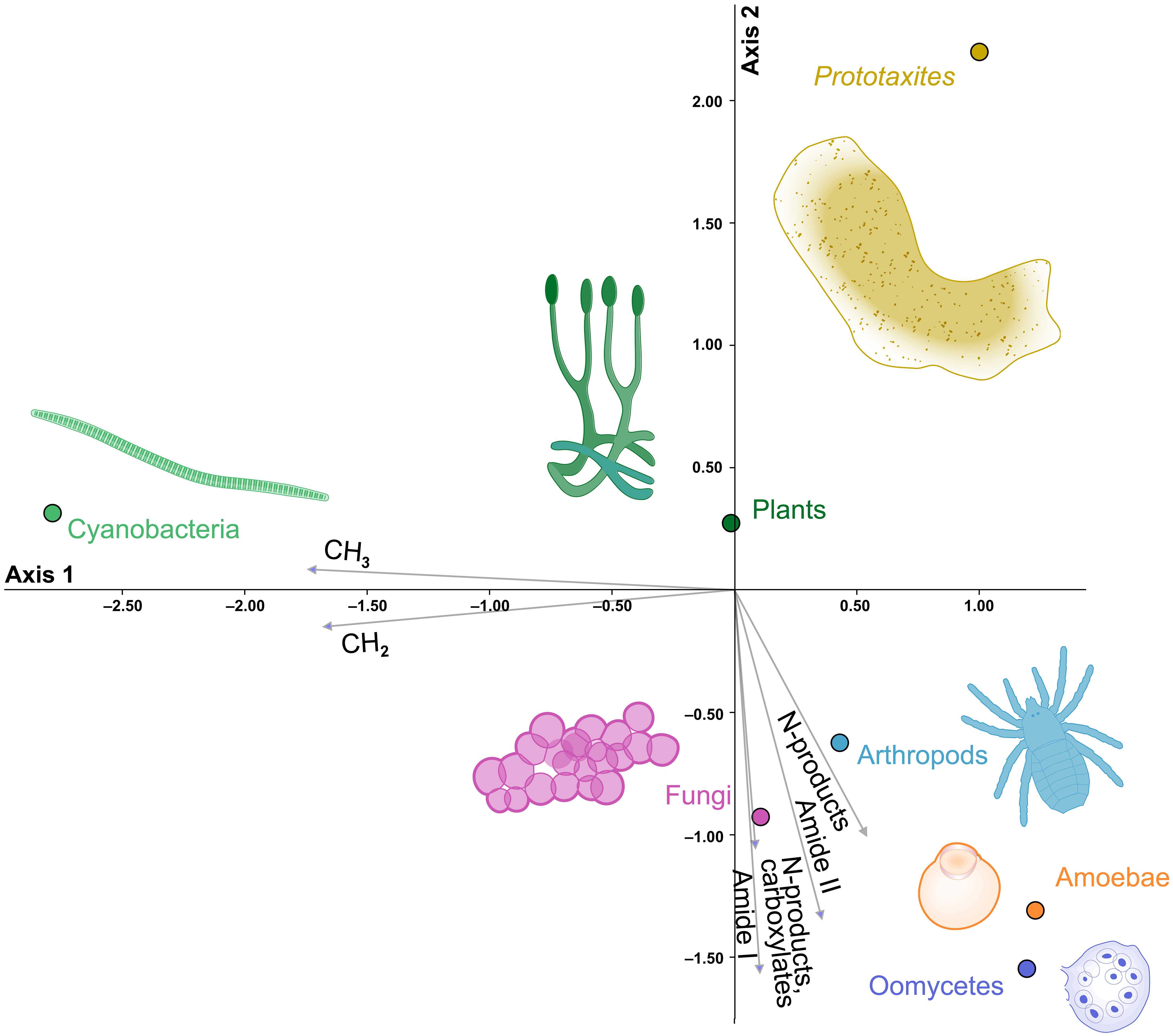 Палеонтологи выделили ранее неизвестное вымершее царство древних гигантов Палеонтологи выделили ранее неизвестное вымершее царство древних гигантов