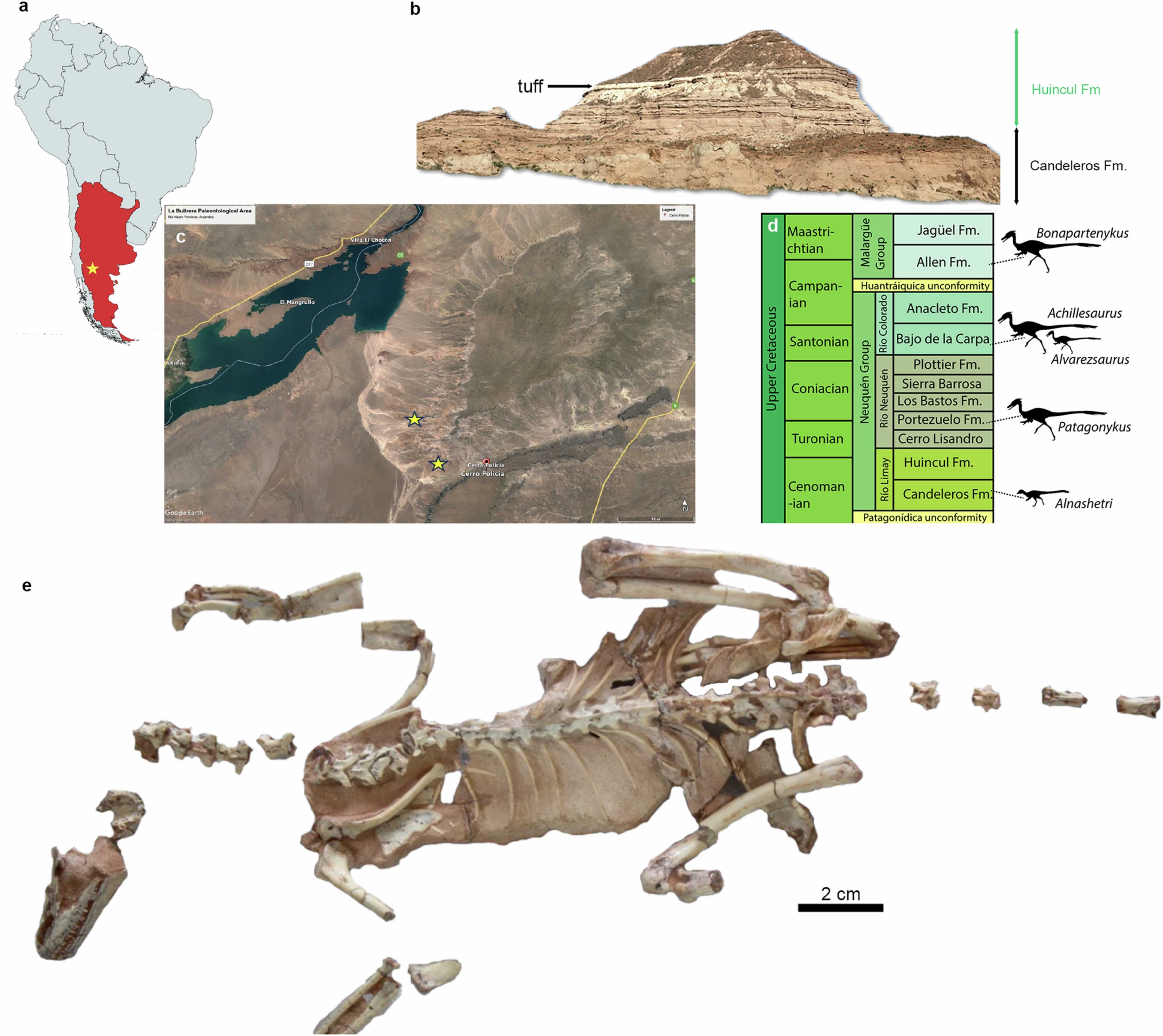 Географическая, стратиграфическая и тафономическая информация об образцах Alnashetri cerropoliciensis Динозавр, который весил меньше курицы, опроверг гипотезу, что альваресзавриды уменьшились из-за насекомоядной диеты