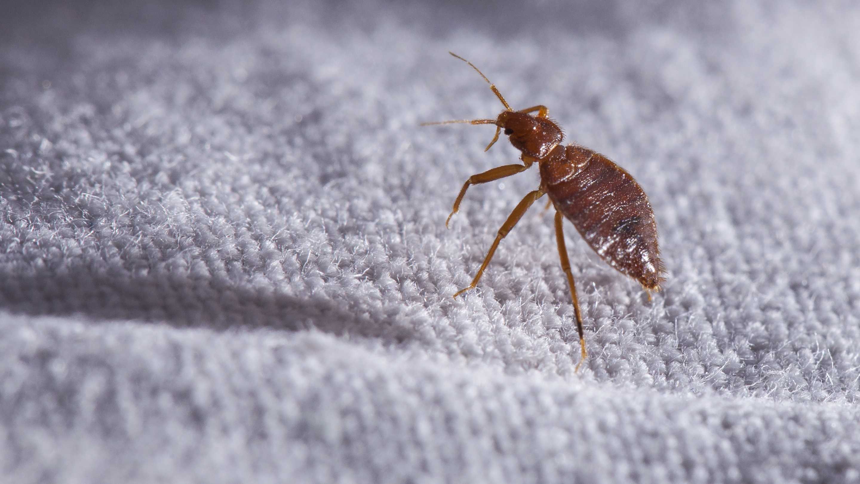 Ученые нашли «криптонит» против постельных клопов Ученые нашли «криптонит» против постельных клопов