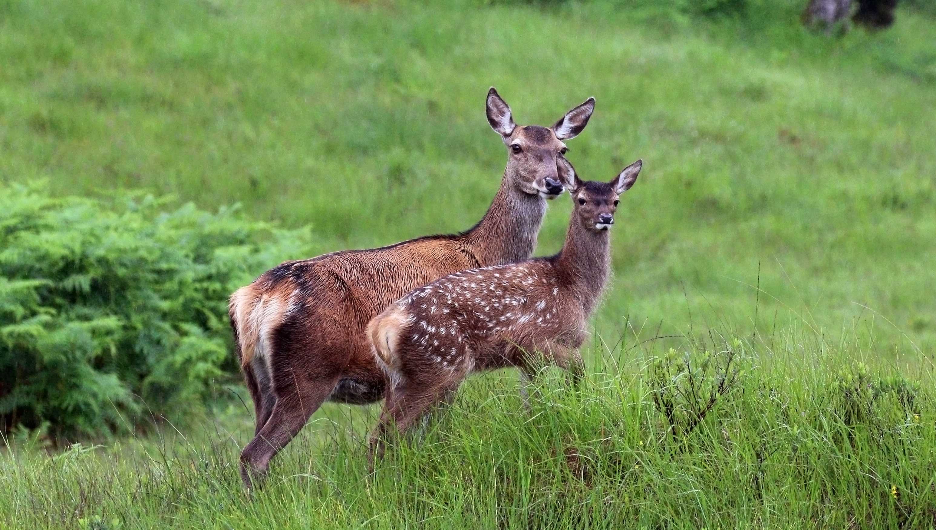 Женская дружба помогла самкам оленей в выживании Женская дружба помогла самкам оленей в выживании