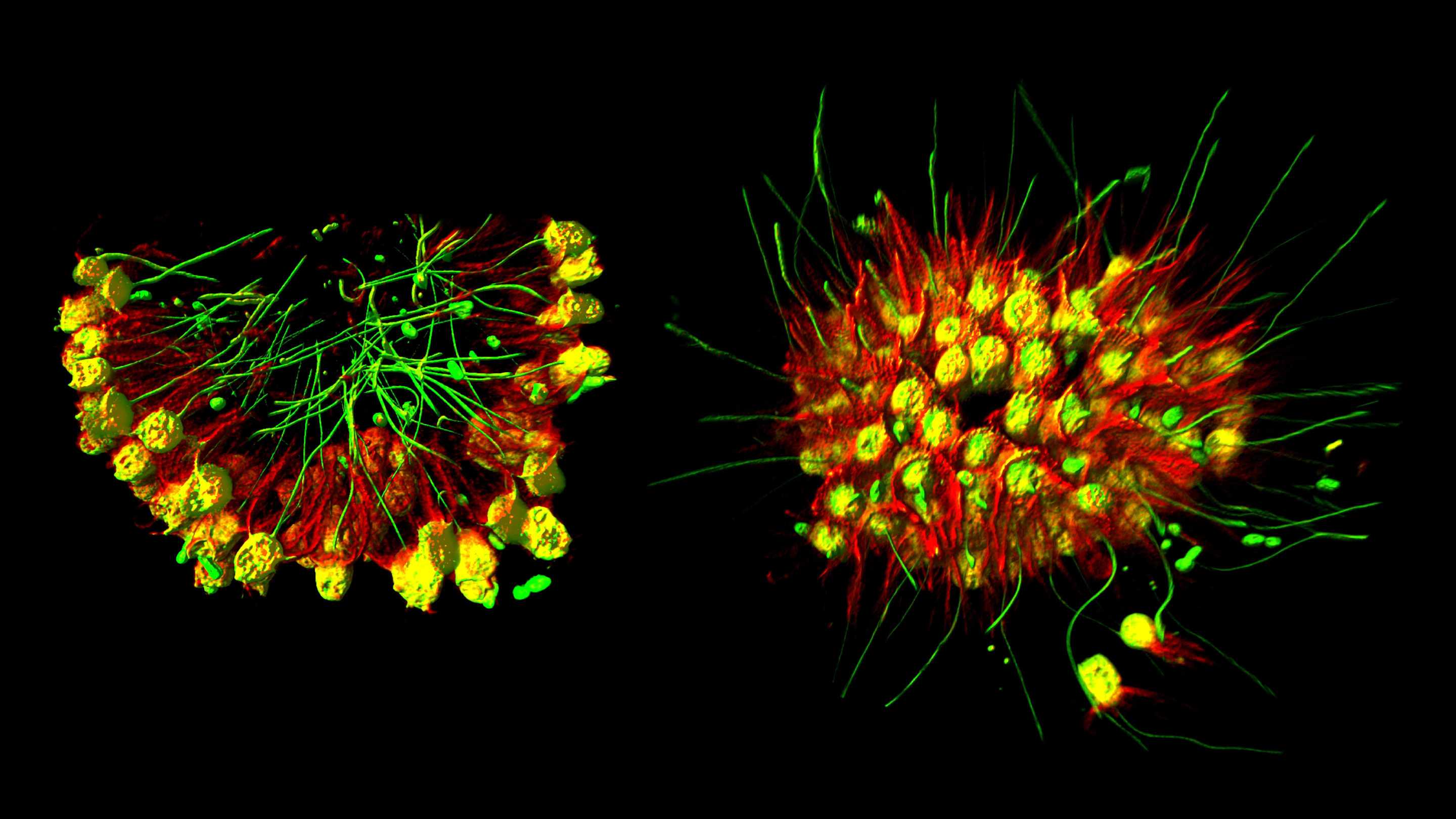 Хоанофлагелляты Choanoeca flexa Биологи превратили одноклеточный организм в многоклеточный сразу двумя способами