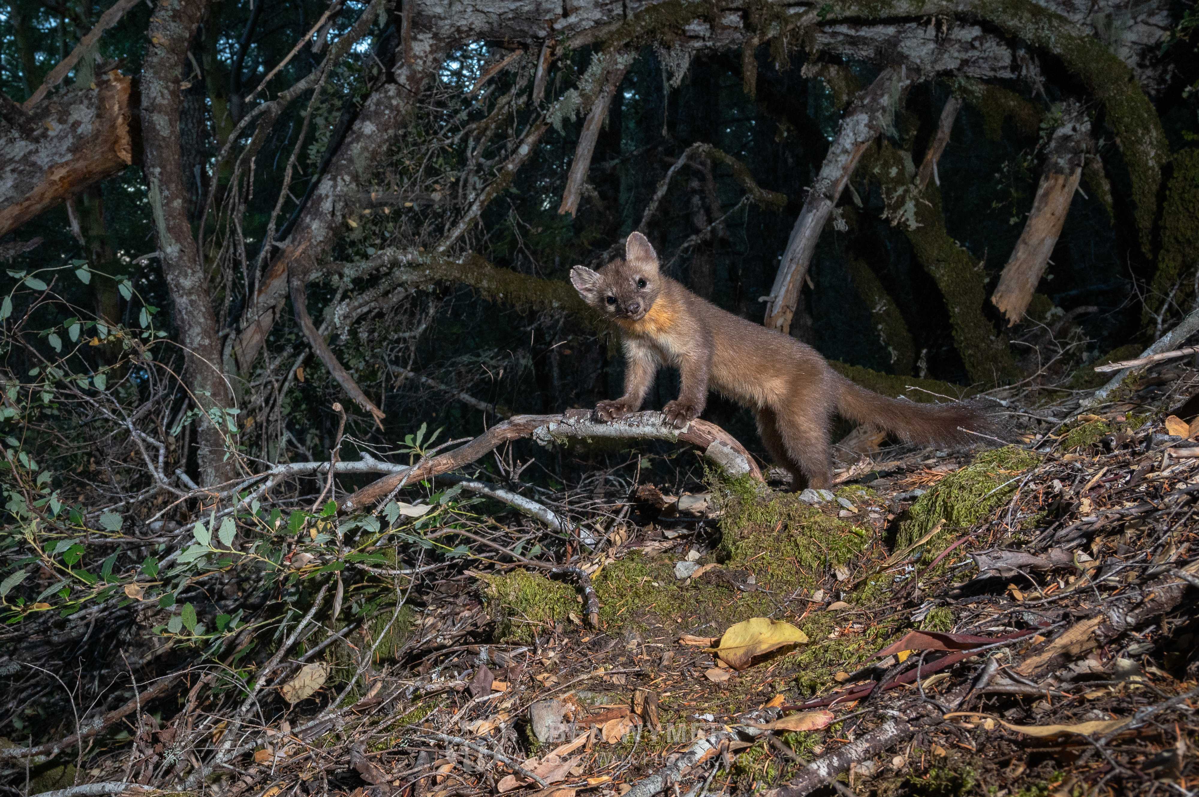 Редких куниц запечатлели в Калифорнии после многих лет поисков Редких куниц запечатлели в Калифорнии после многих лет поисков