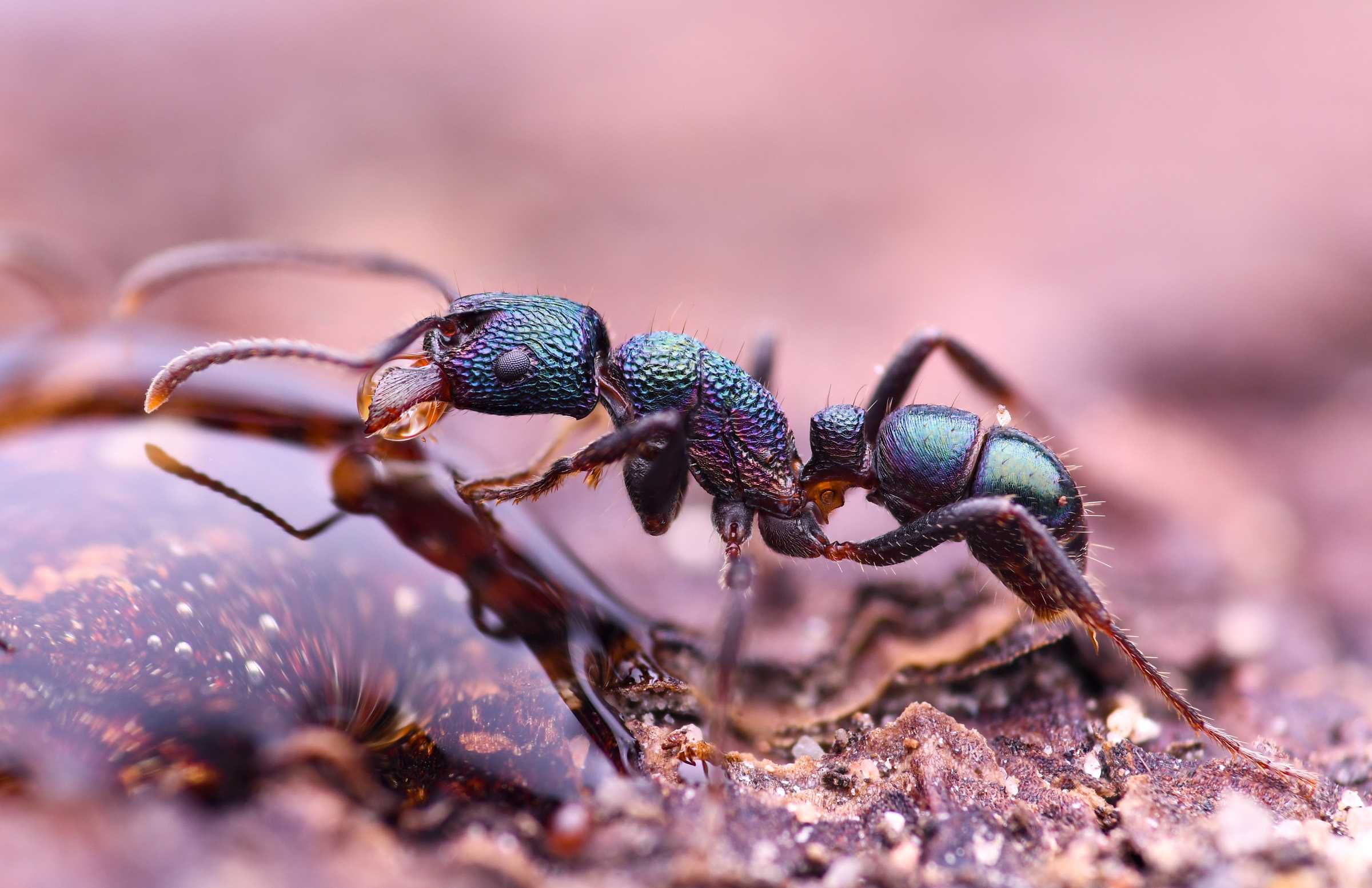 Естественный отбор поощрял не только сильных одиночек, но и целые группы Естественный отбор поощрял не только сильных одиночек, но и целые группы
