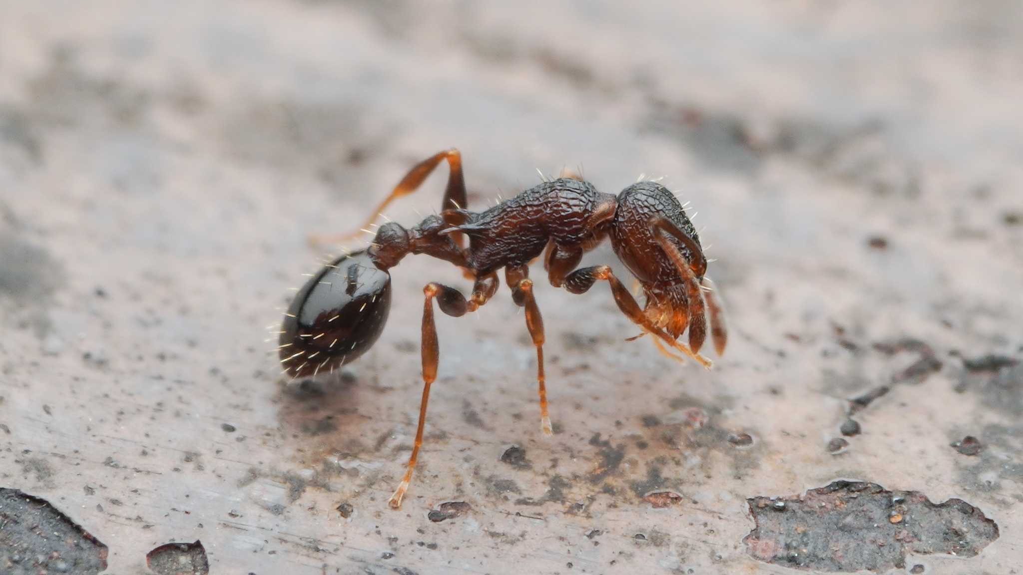 На муравьях Temnothorax makora паразитирует родственный вид Temnothorax kinomurai Энтомологи обнаружили вид муравьев без самцов и рабочих особей