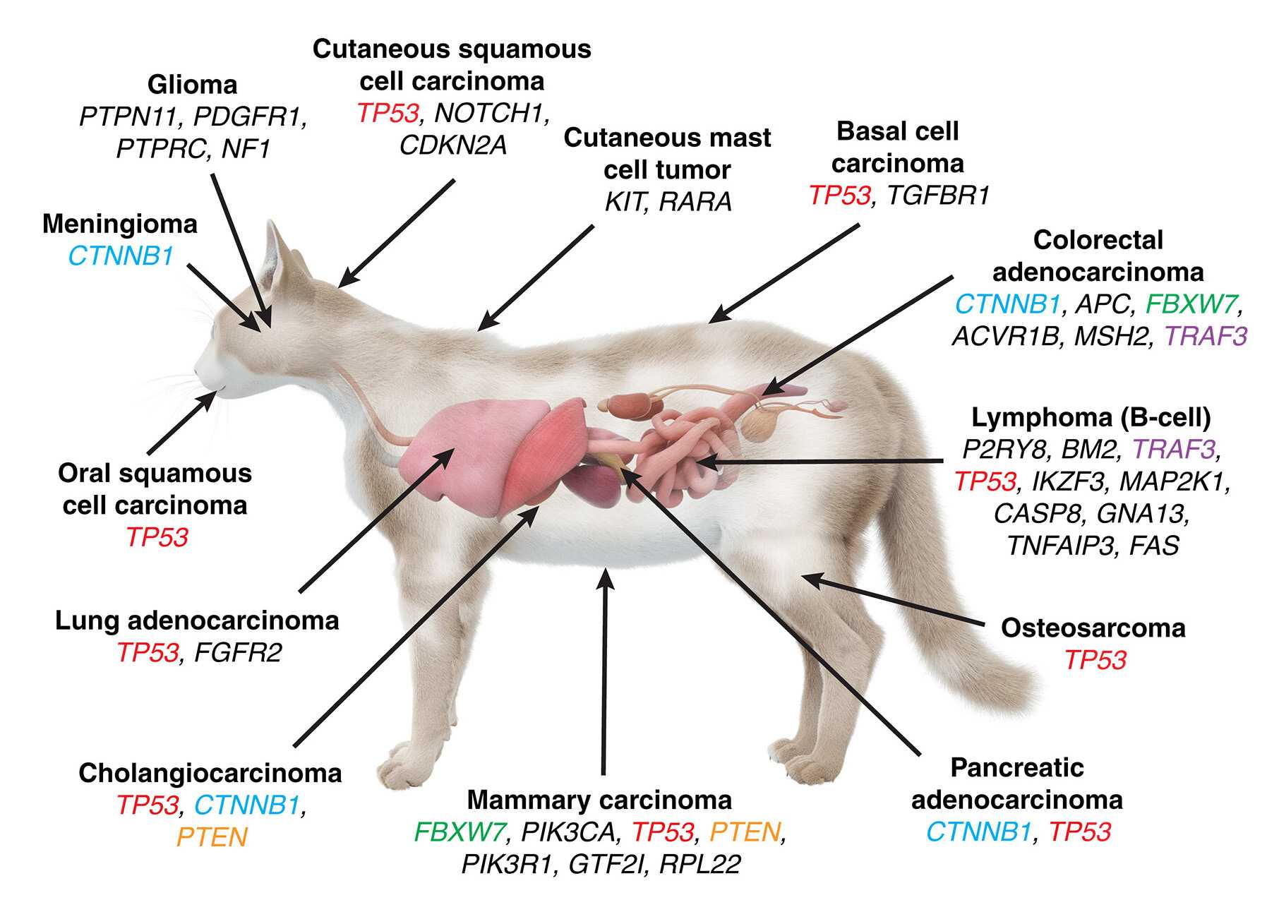 Анализ мутаций в 493 геномах кошачьих опухолей показал их схожесть с человеческими Анализ мутаций в 493 геномах кошачьих опухолей показал их схожесть с человеческими