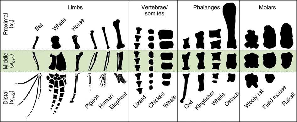 Популярная эволюционная модель оказалась основана на математической ошибке Популярная эволюционная модель оказалась основана на математической ошибке