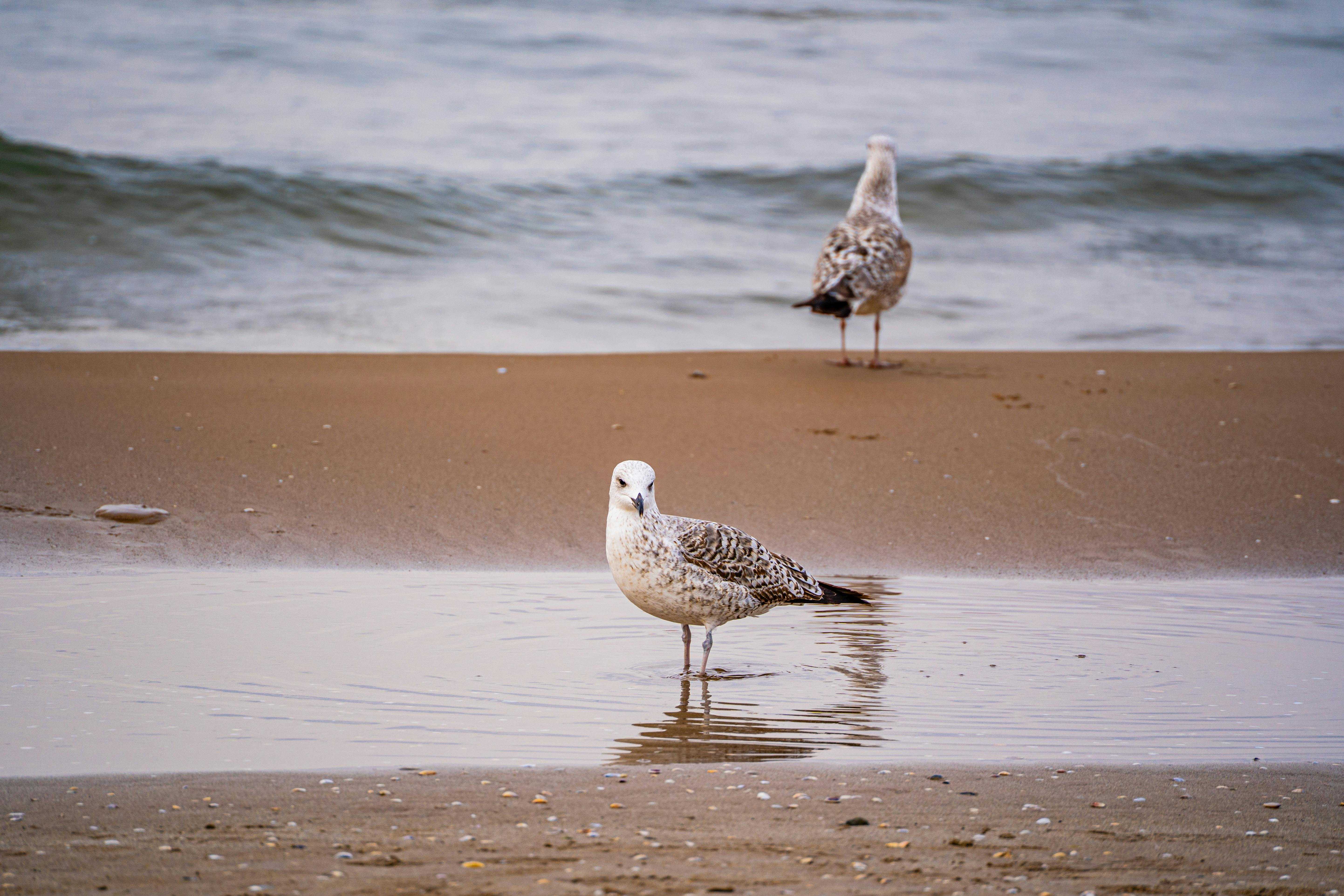 Птичий помет защитил песчаные пляжи от разрушения Птичий помет защитил песчаные пляжи от разрушения