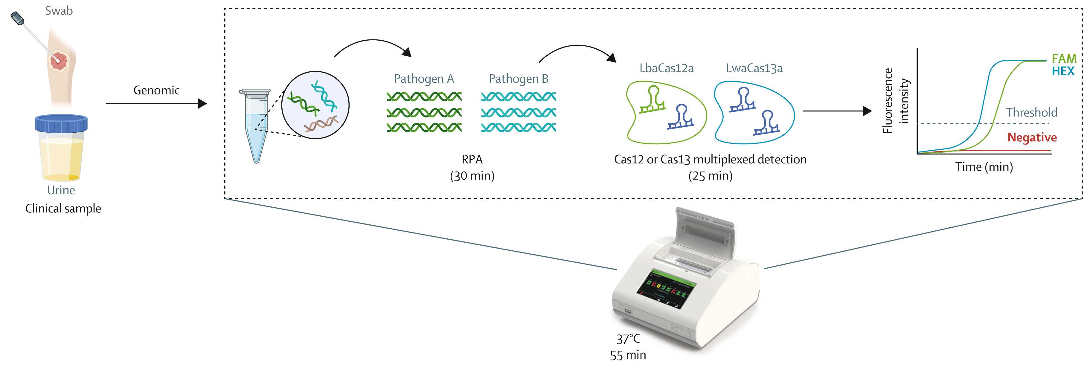Портативная система диагностики половых инфекций на основе CRISPR-Cas прошла первые испытания Портативная система диагностики половых инфекций на основе CRISPR-Cas прошла первые испытания