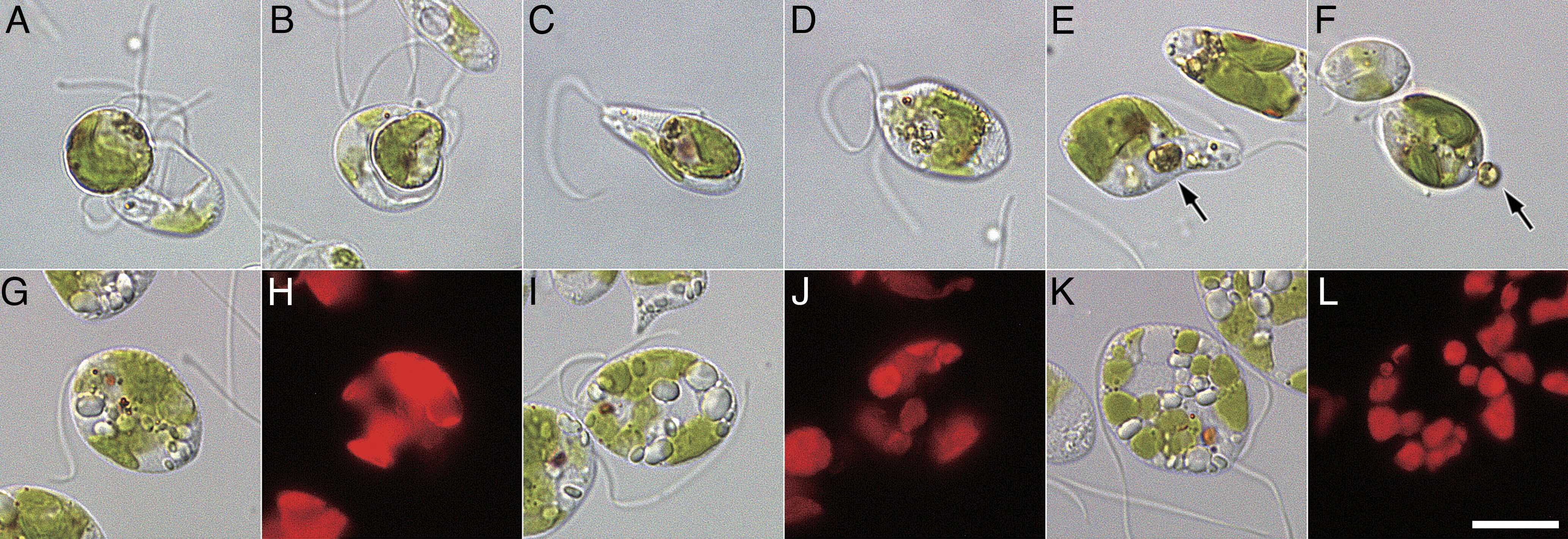 Жгутиковое Rapaza viridis отбирает пластиду у водоросли Tetraselmis Одноклеточный хищник заставил украденные хлоропласты работать за счет собственных белков