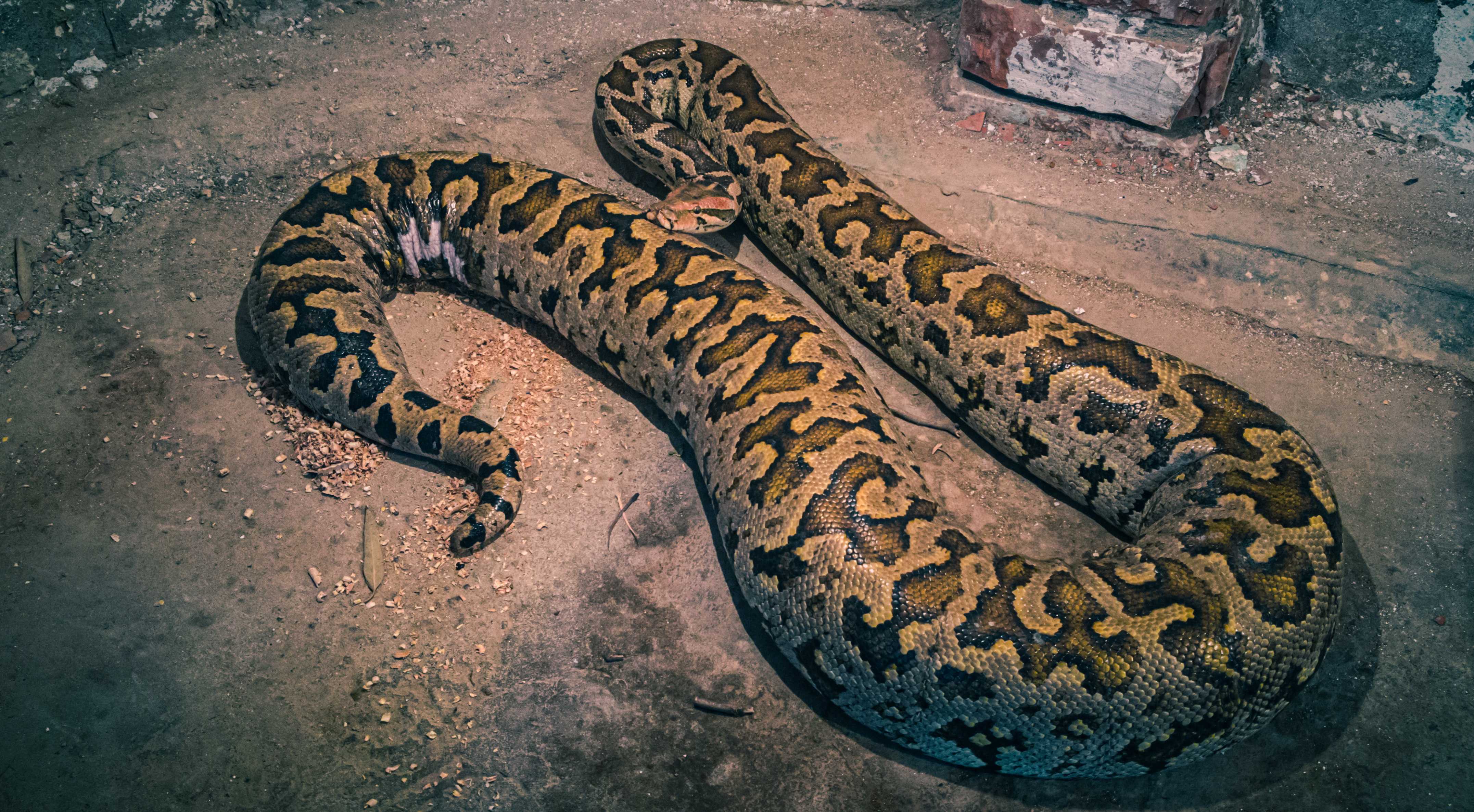 Ученые поняли, как питоны подавляют аппетит и долго обходятся без еды Ученые поняли, как питоны подавляют аппетит и долго обходятся без еды